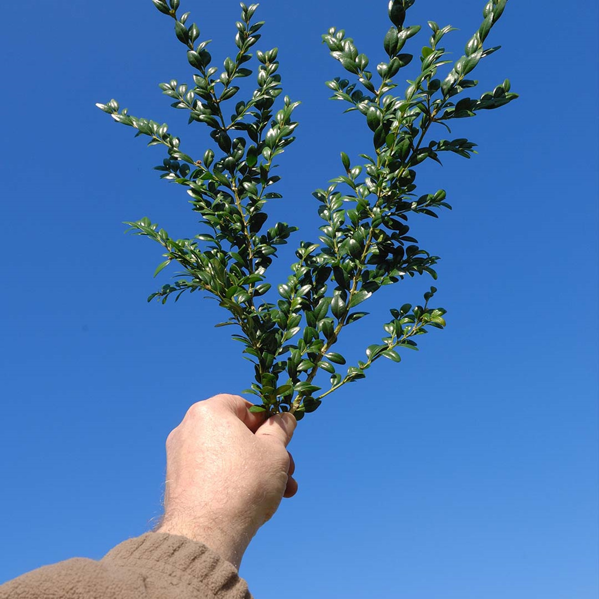 B�n�diction des Rameaux