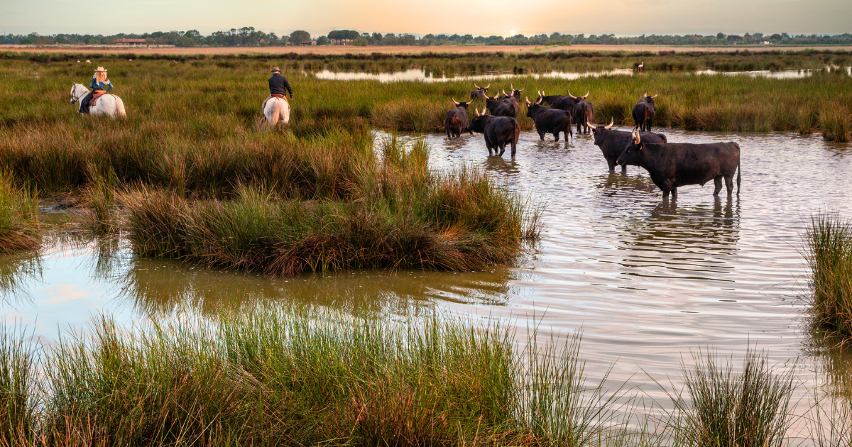 Sortie du CCAS : Camargue