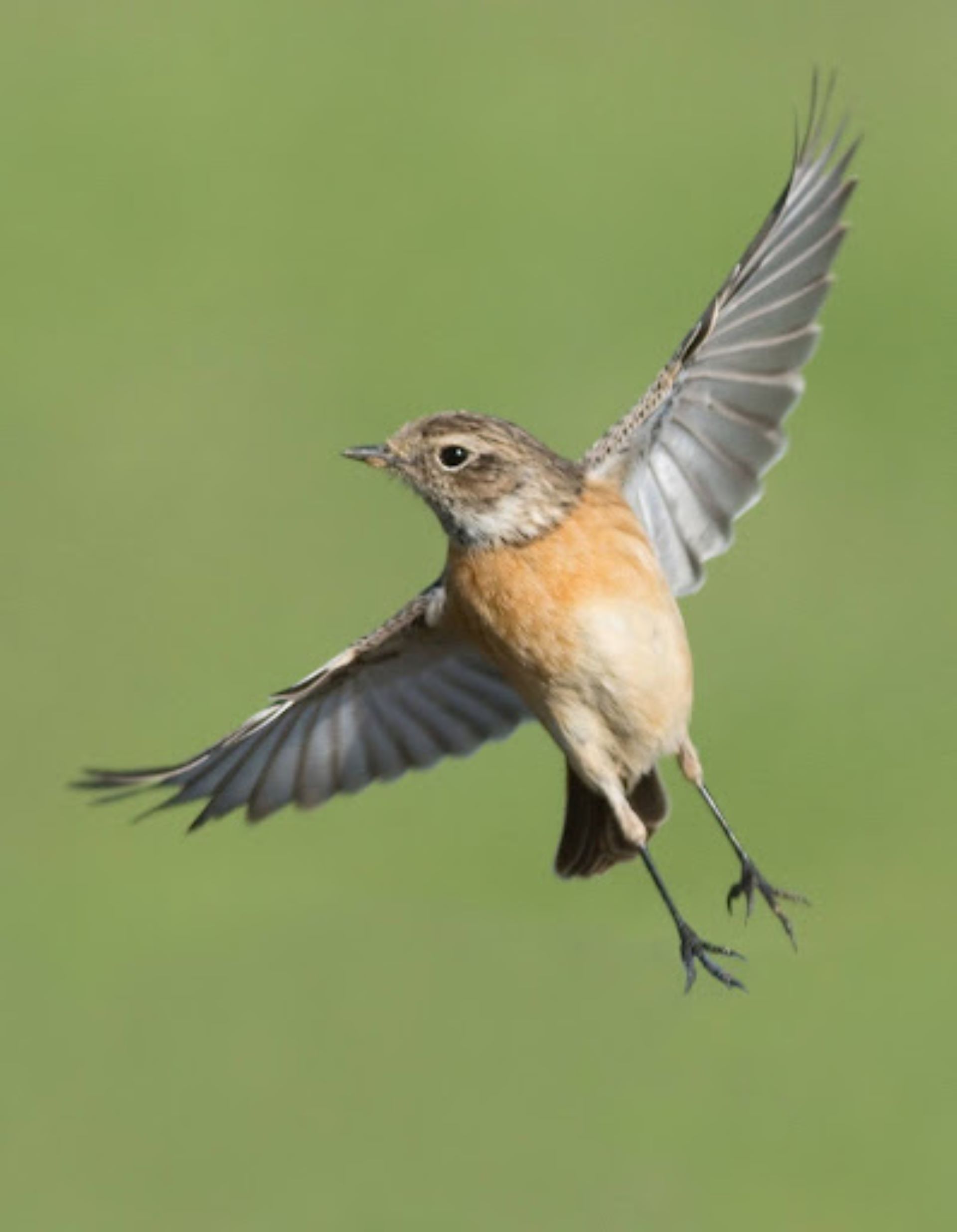 Conf�rence : Les pouvoirs extraordinaires des oiseaux