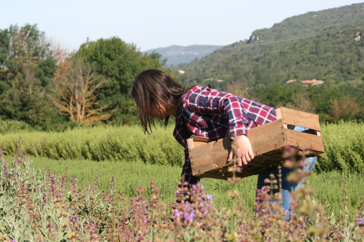 Visite dcouverte : les herbes de Provence par les sens