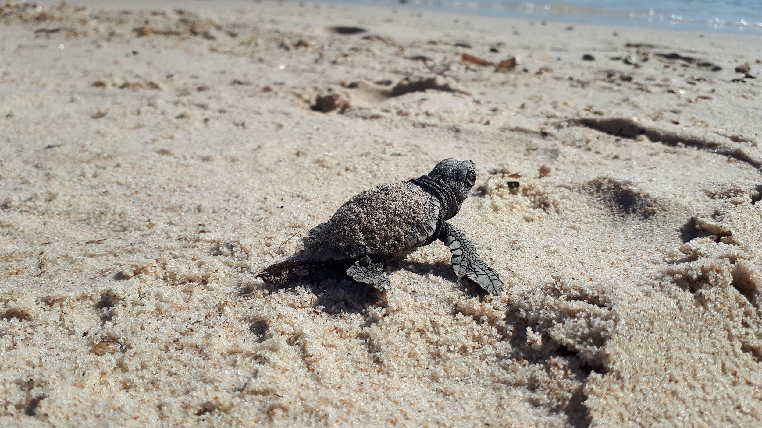 Point Rencontre : Les Tortues marines (Porquerolles)