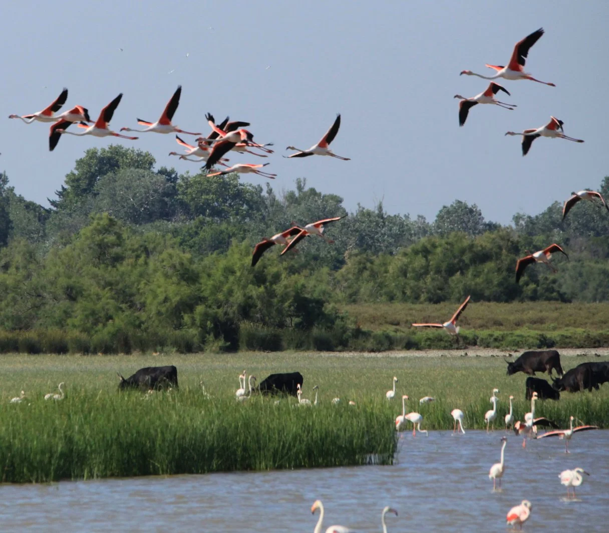 Le Festival de la Camargue au Sambuc