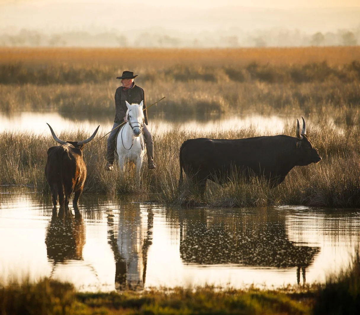 Le Festival de la Camargue  Albaron