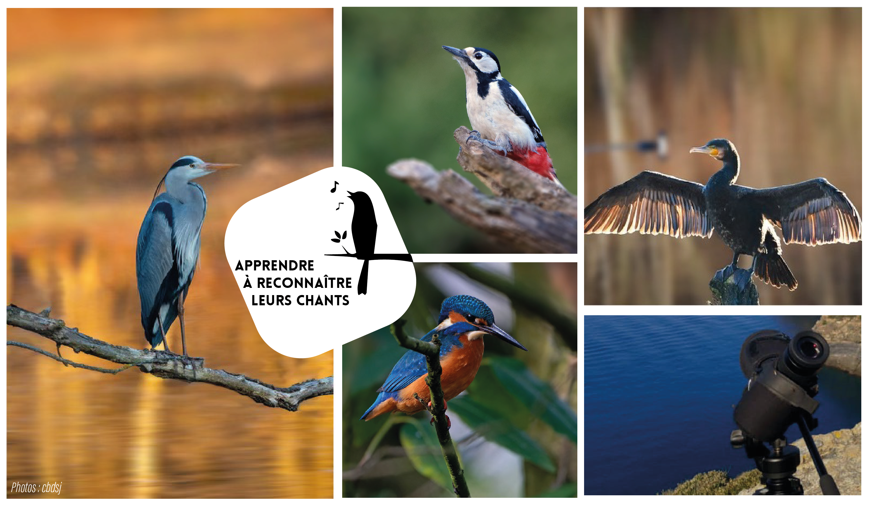 Balade ornithologique - Lac de L'Escale