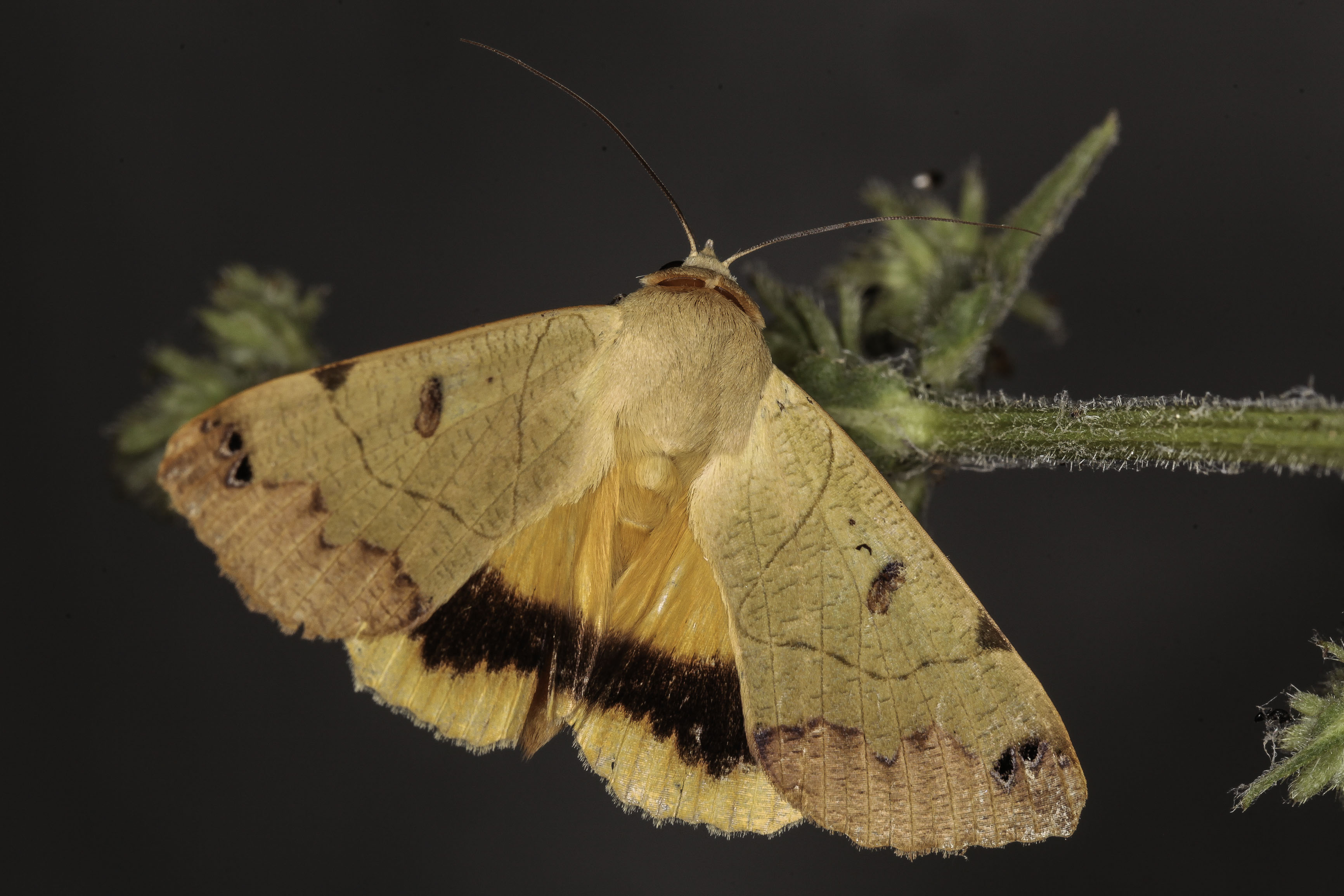 Inventaire photographique des papillons de nuit au Cap Lardier