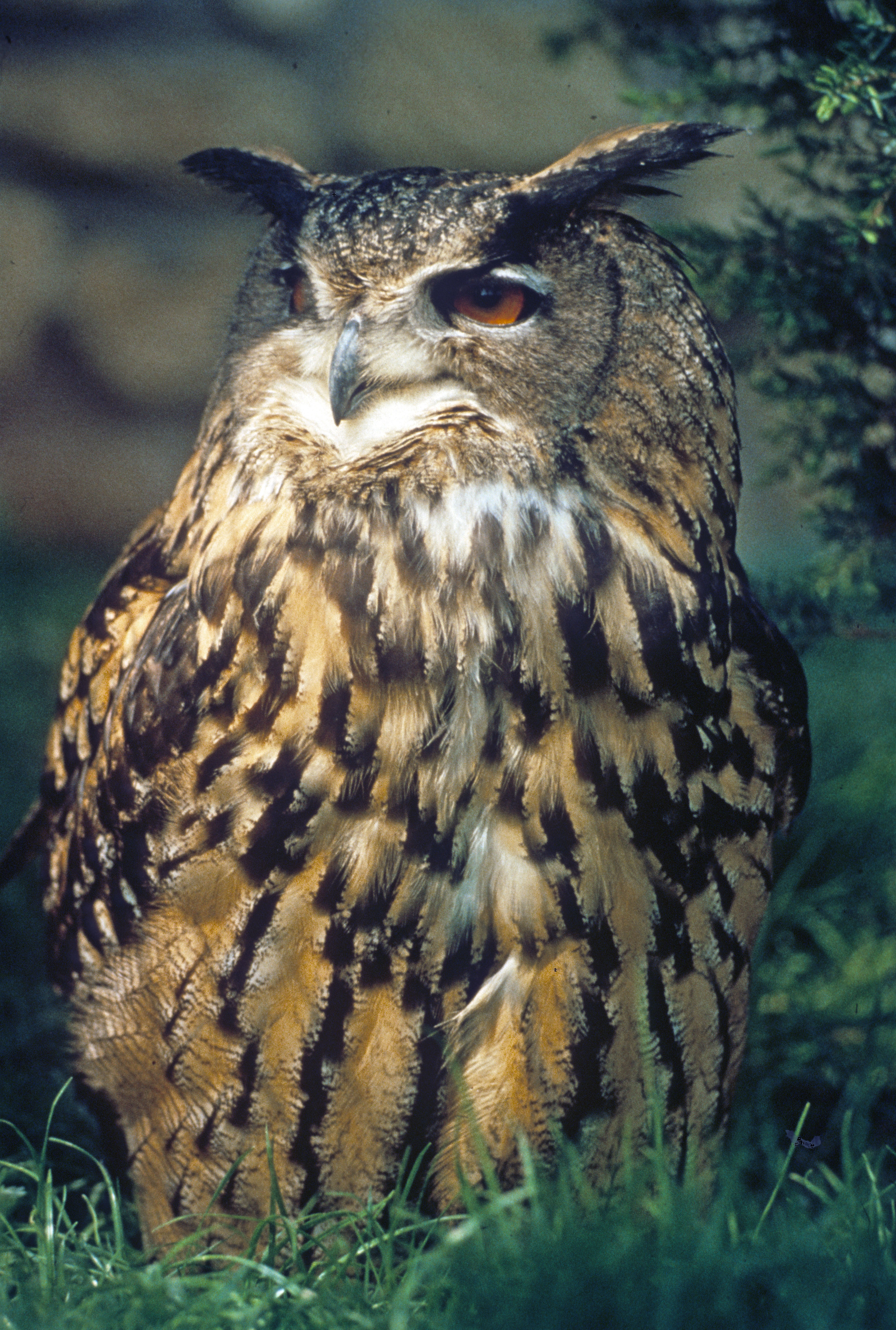Rapaces nocturnes: qui sont-ils, comment vivent-ils ?