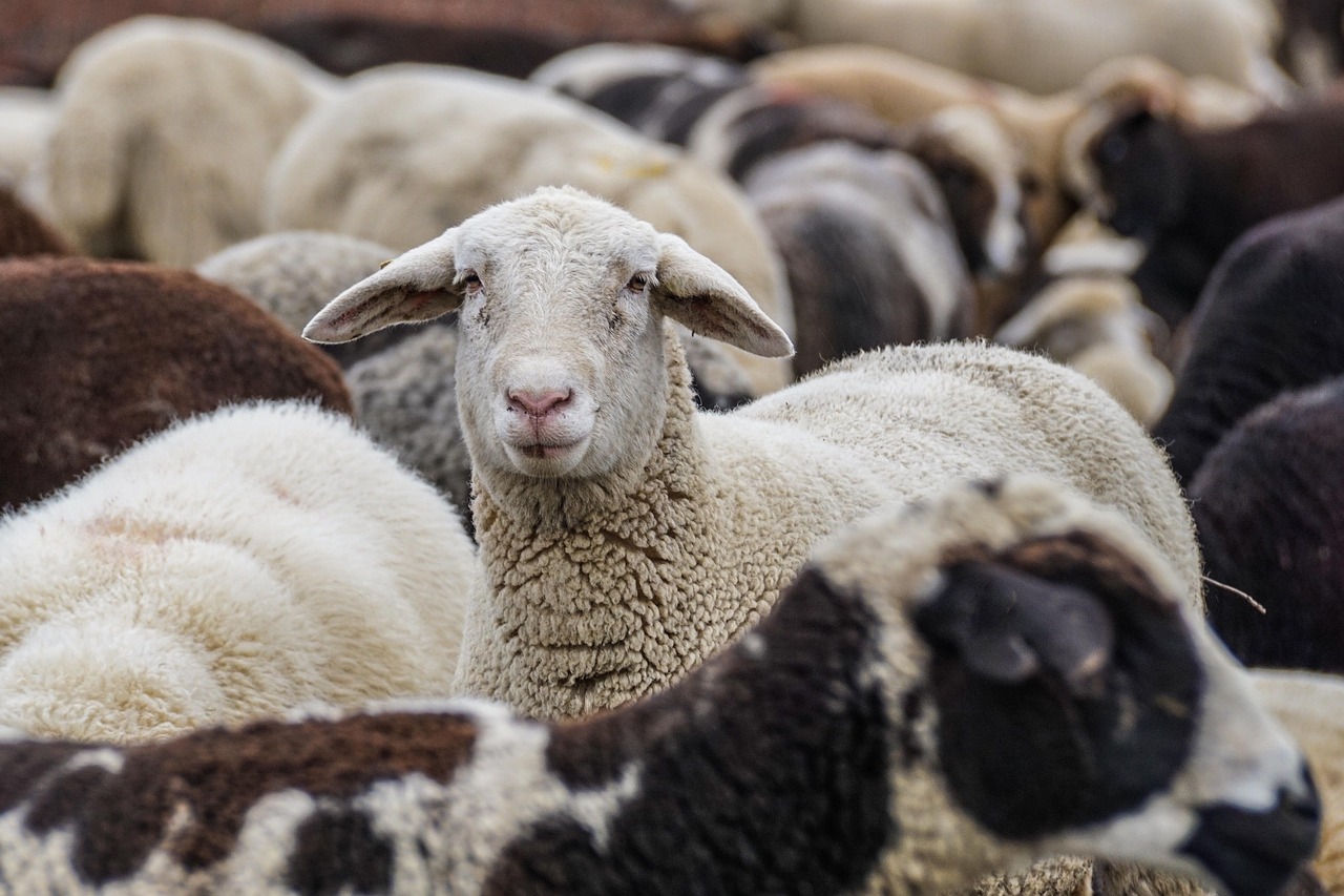 Fte de la transhumance  Plissanne