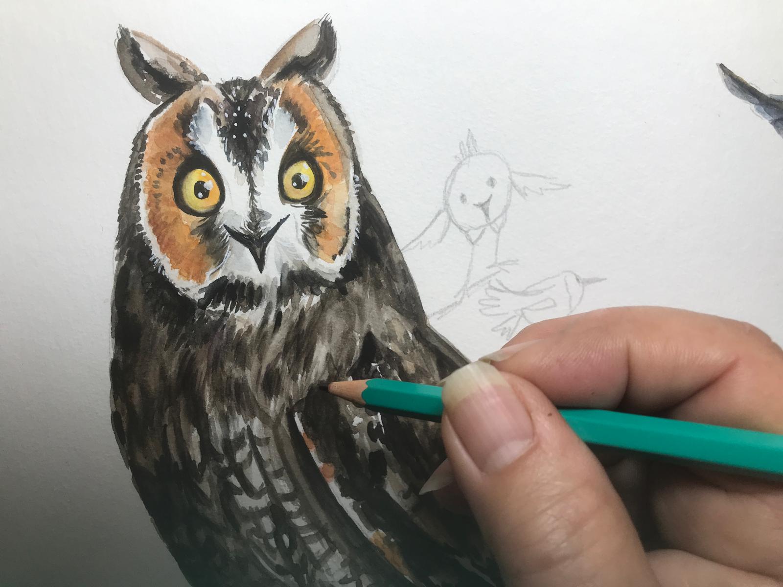 Viens dessiner les oiseaux du Mercantour !