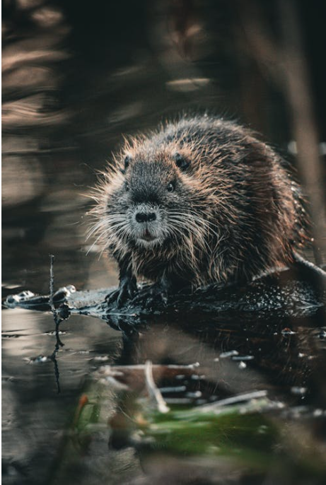 Fte de la nature: A la dcouverte du Castor