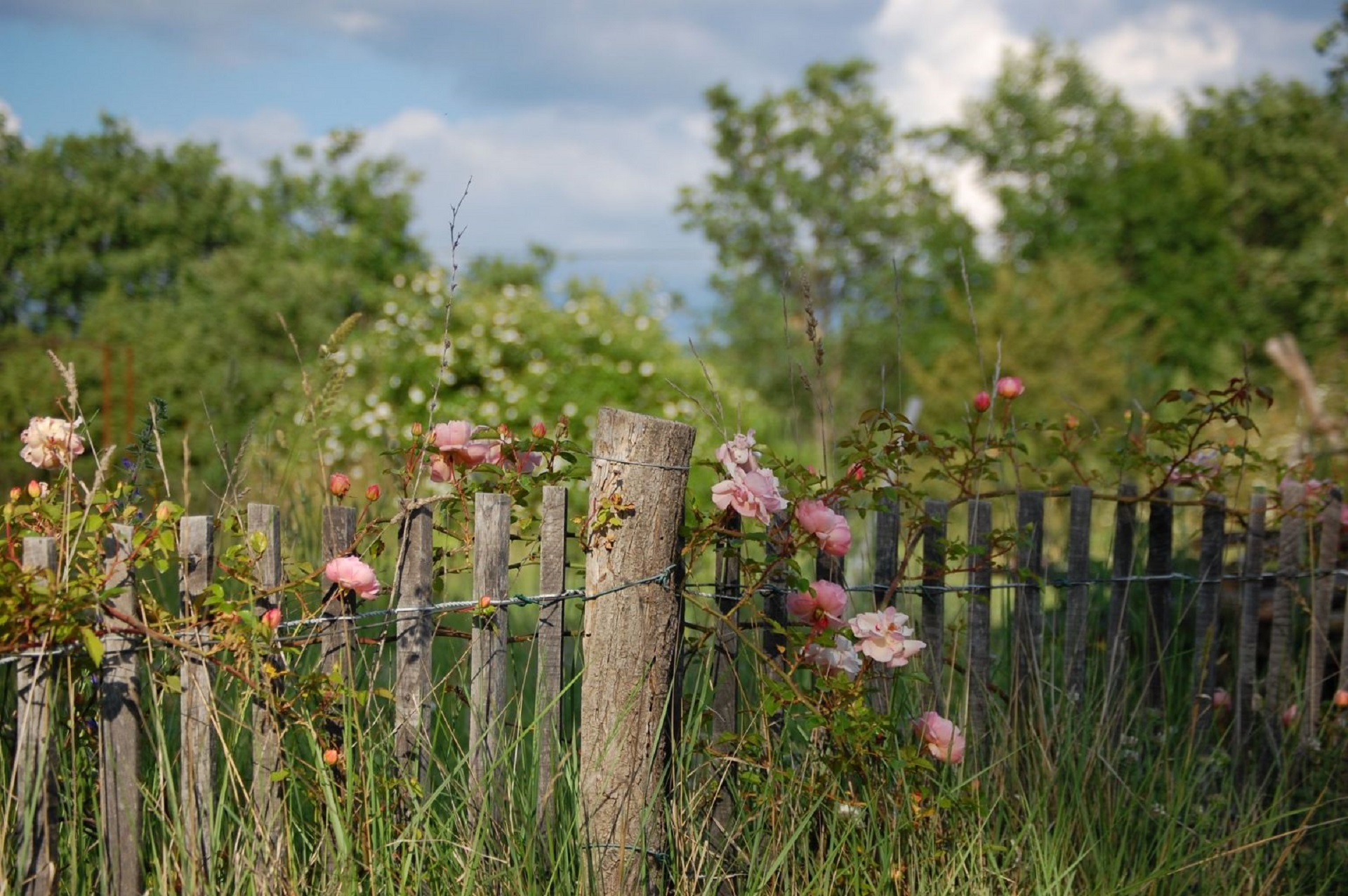 Les Rendez-vous aux jardins : Roseraie du Grenton - conte et visite commente au jardin