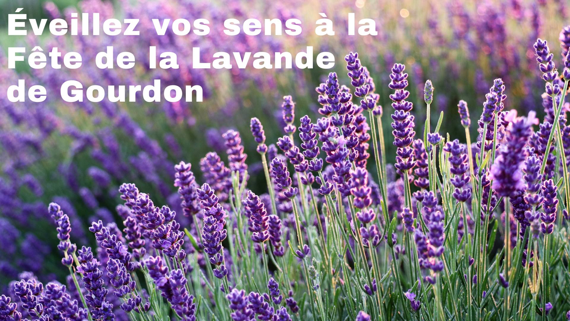 Fte de la lavande