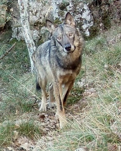 Balade nature commente : Sur les traces des loups  Pierrefeu du Var