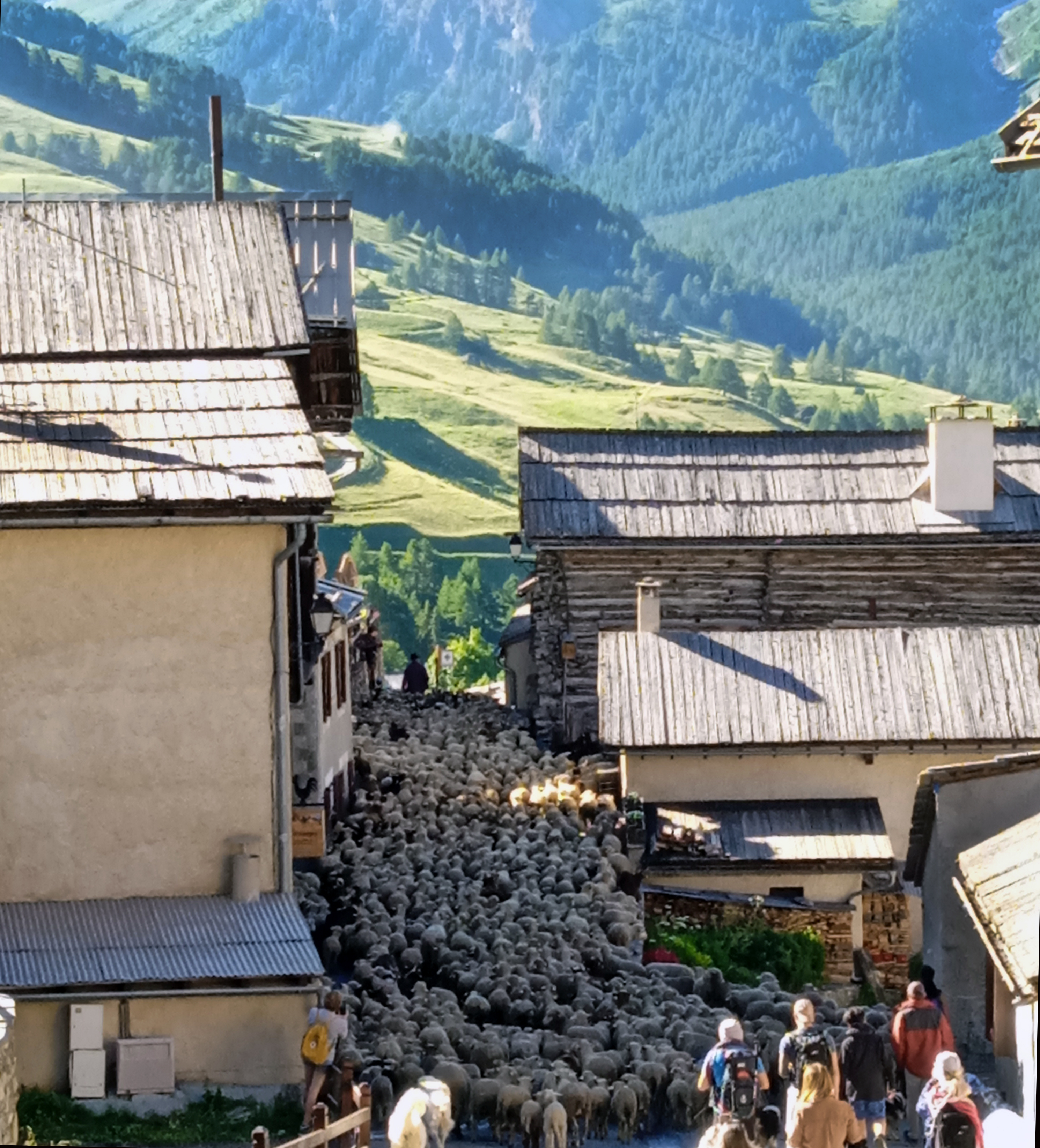 Transhumance  Saint Vran