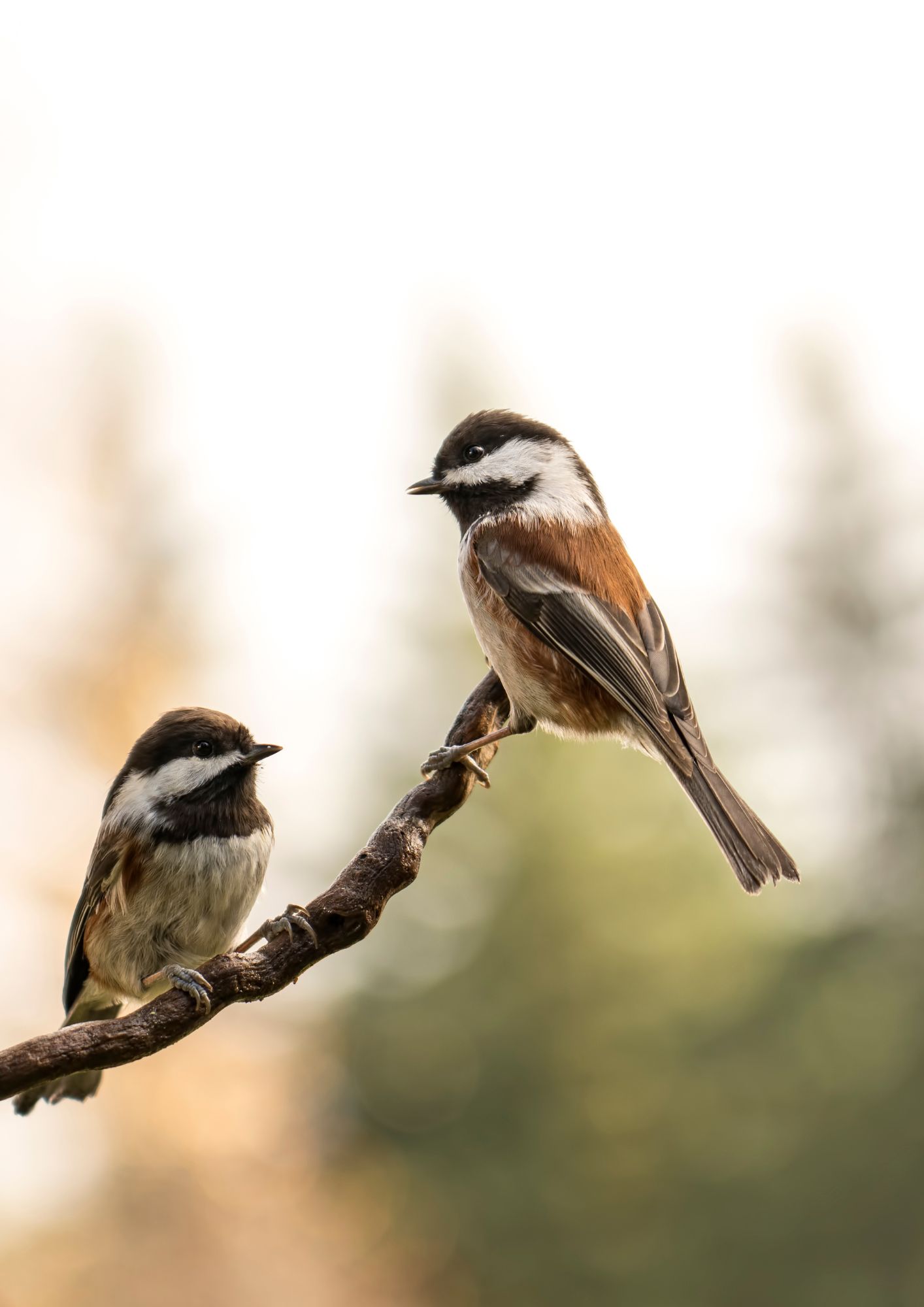 Point Rencontre : Les oiseaux de Pardigon