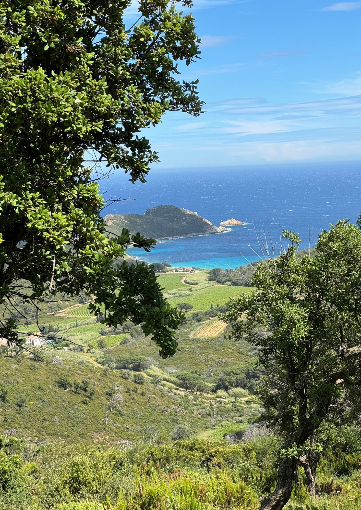 Point rencontre : Flore et vgtation du Cap Lardier