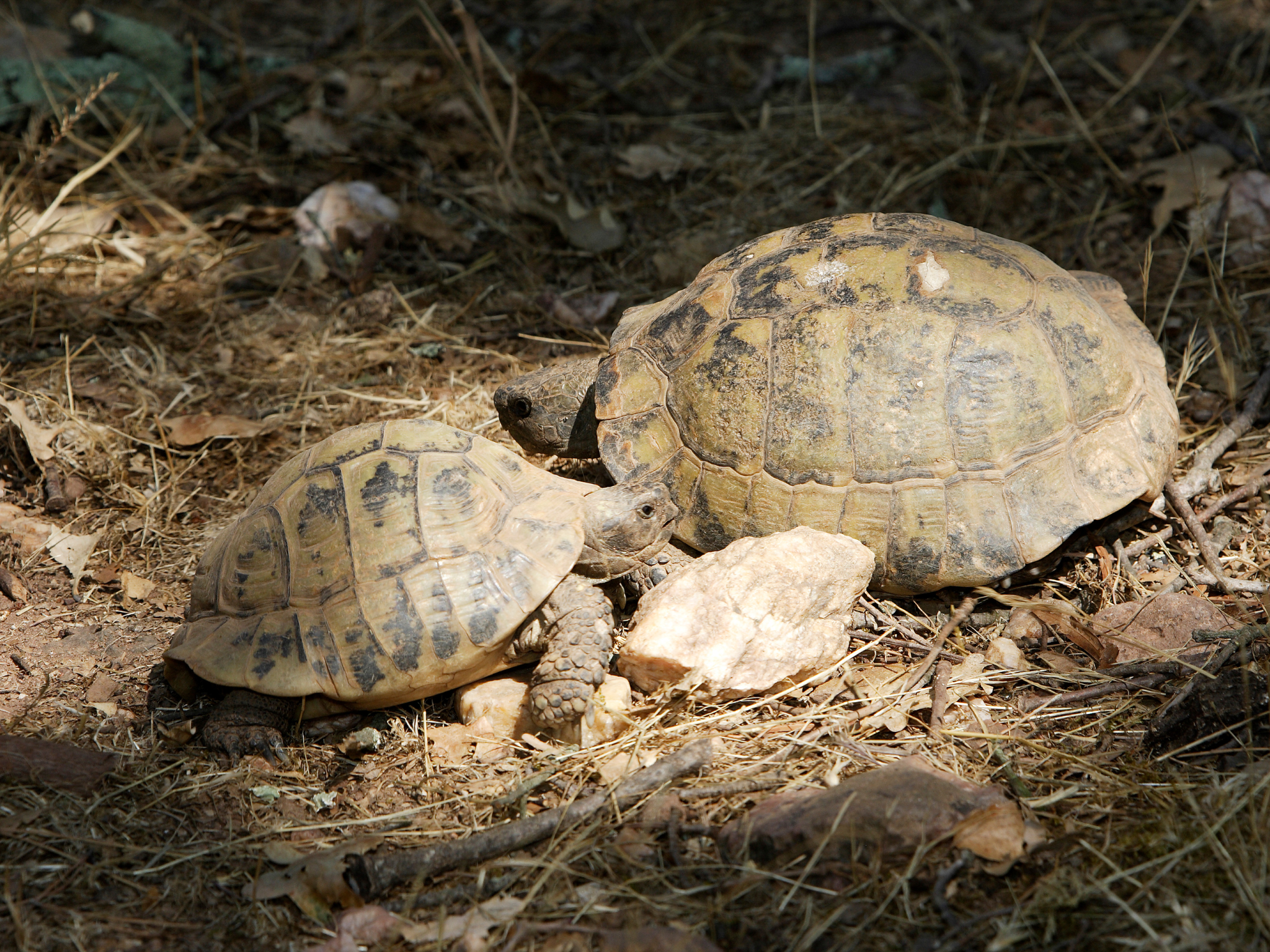 Point Rencontre avec un garde du littoral : Les reptiles du Cap Lardier