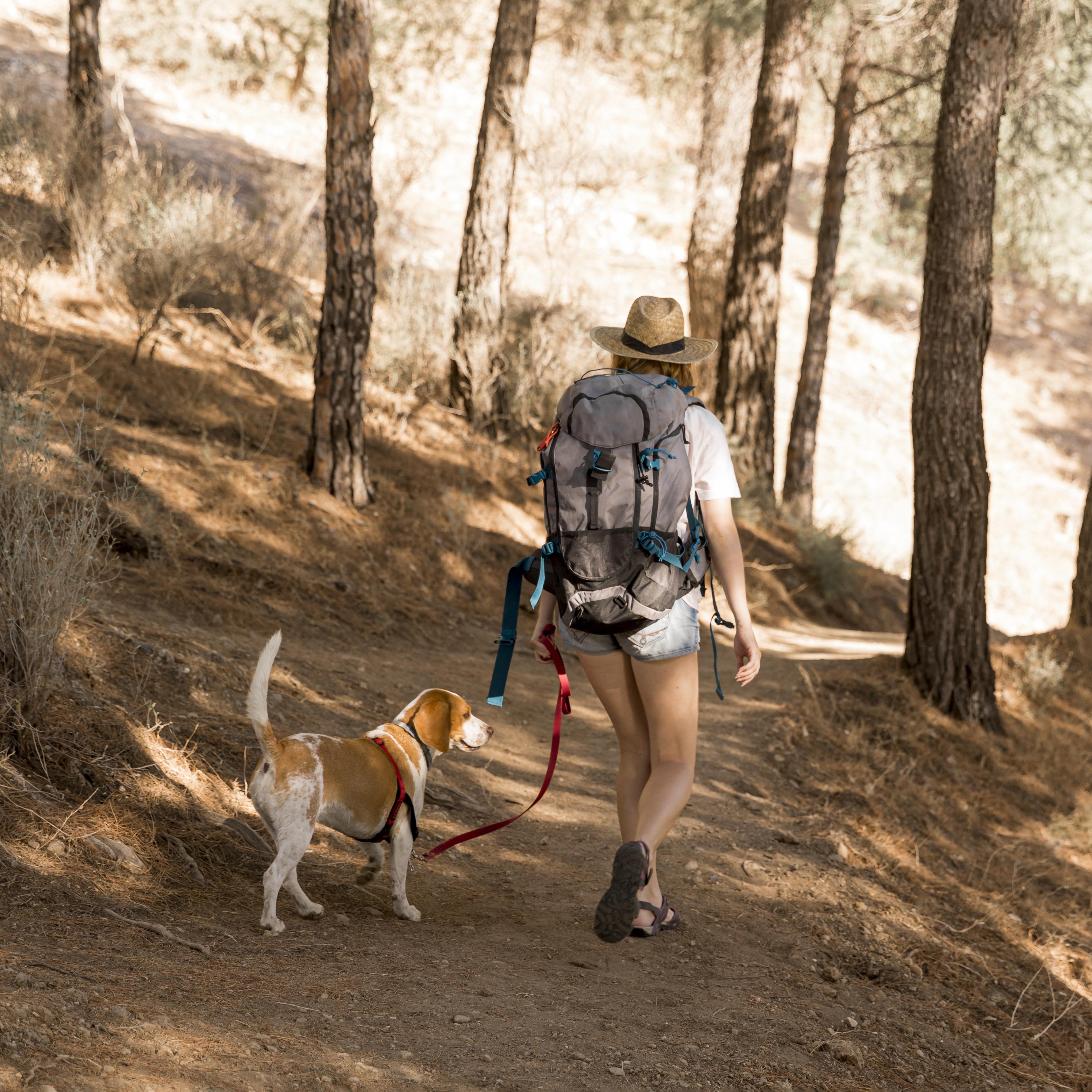 Game of trees : Balade canine 
