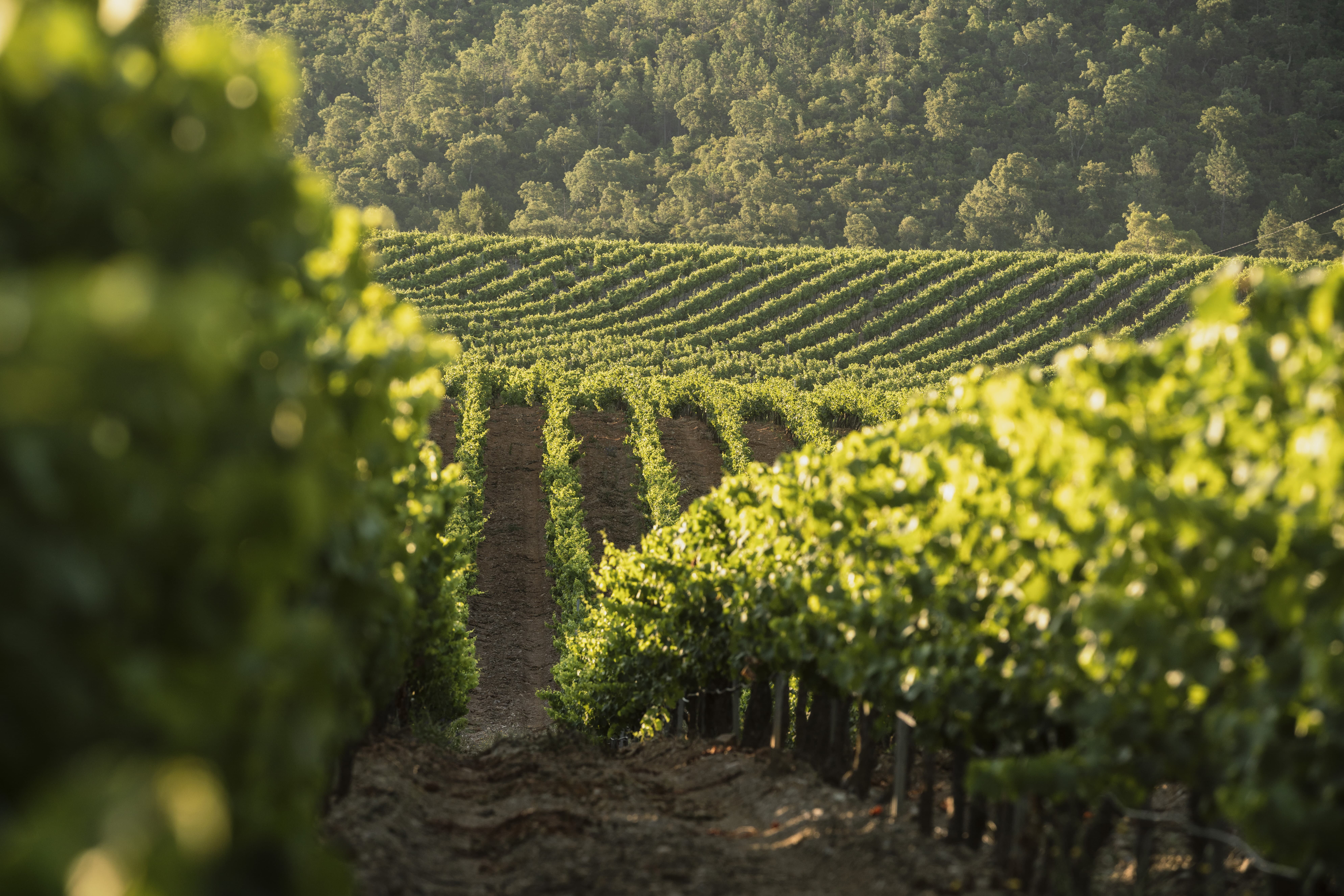 Atelier assemblage avec la vigneronne au Ch�teau Pas du Cerf
