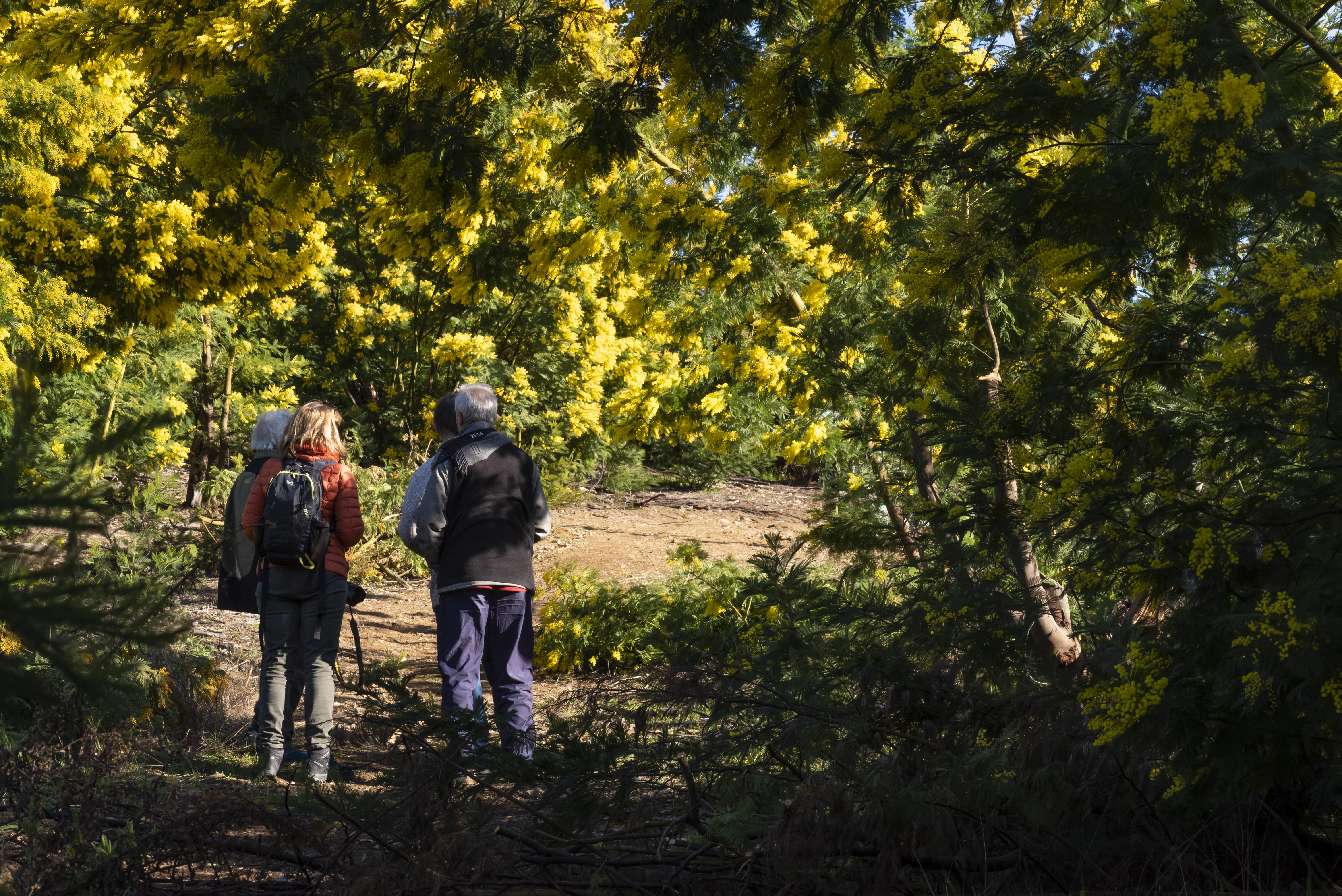 Balades comment�es: Le mimosa et ses compagnons de Tanneron
