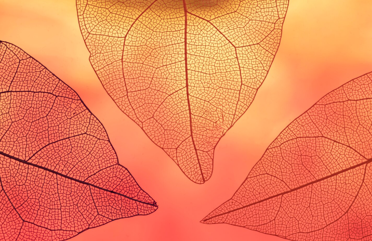 Exposition : Salon d'Automne