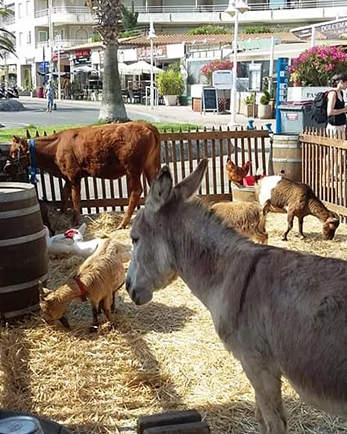 Le Nol Gourmand : La mini ferme pdagogique, balades  poney et  dos d'ne