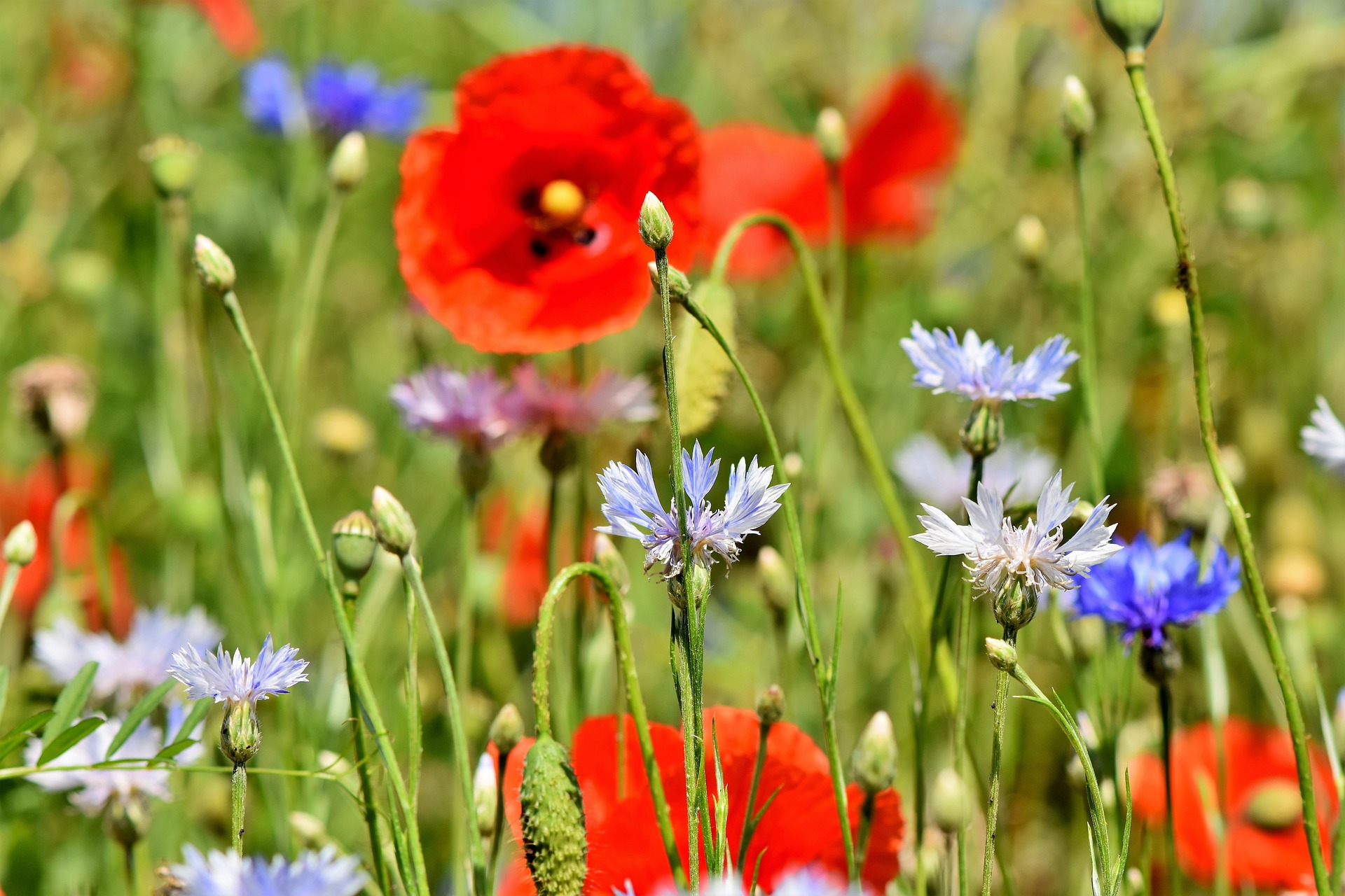 Dcouverte des plantes sauvages mdicinales et comestibles