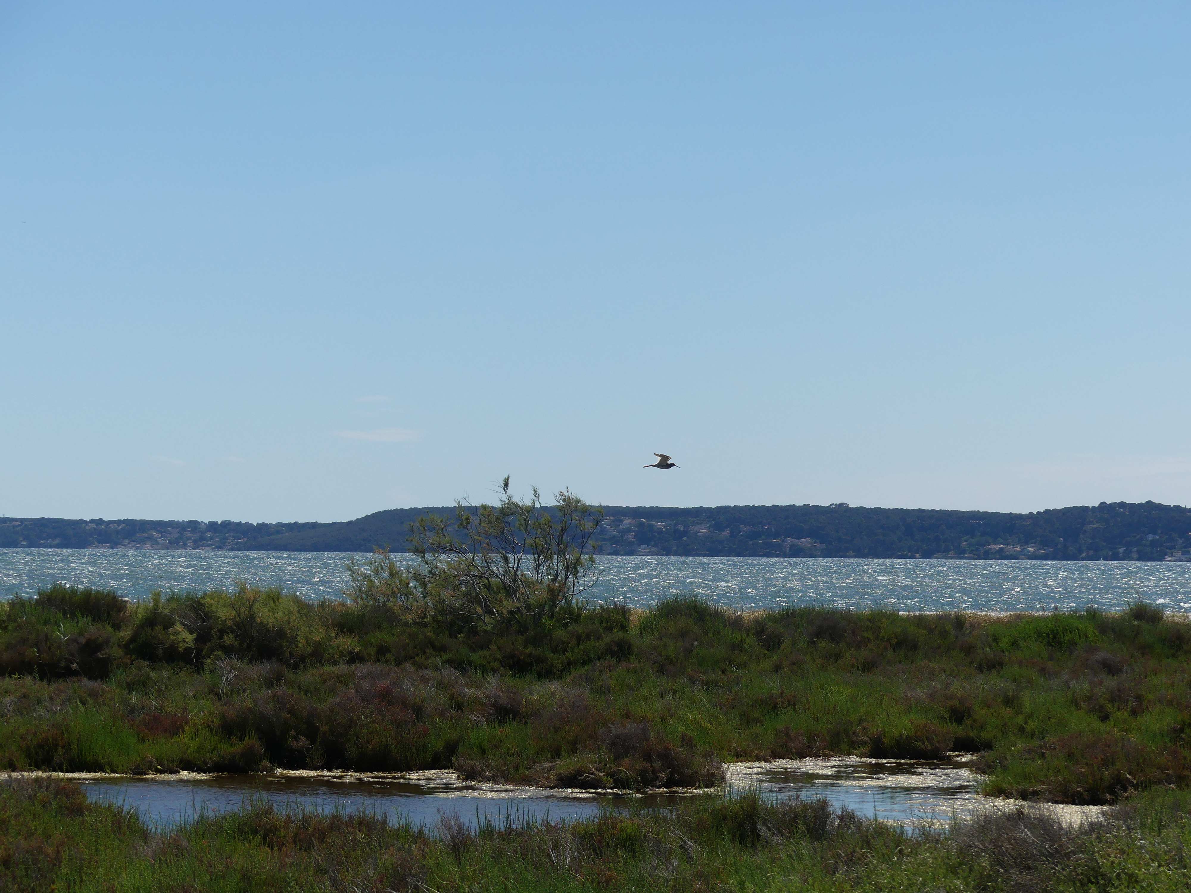 Visite de la Petite Camargue