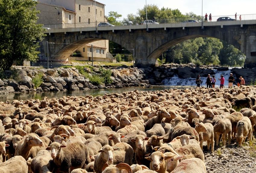 Fte de la transhumance 2025