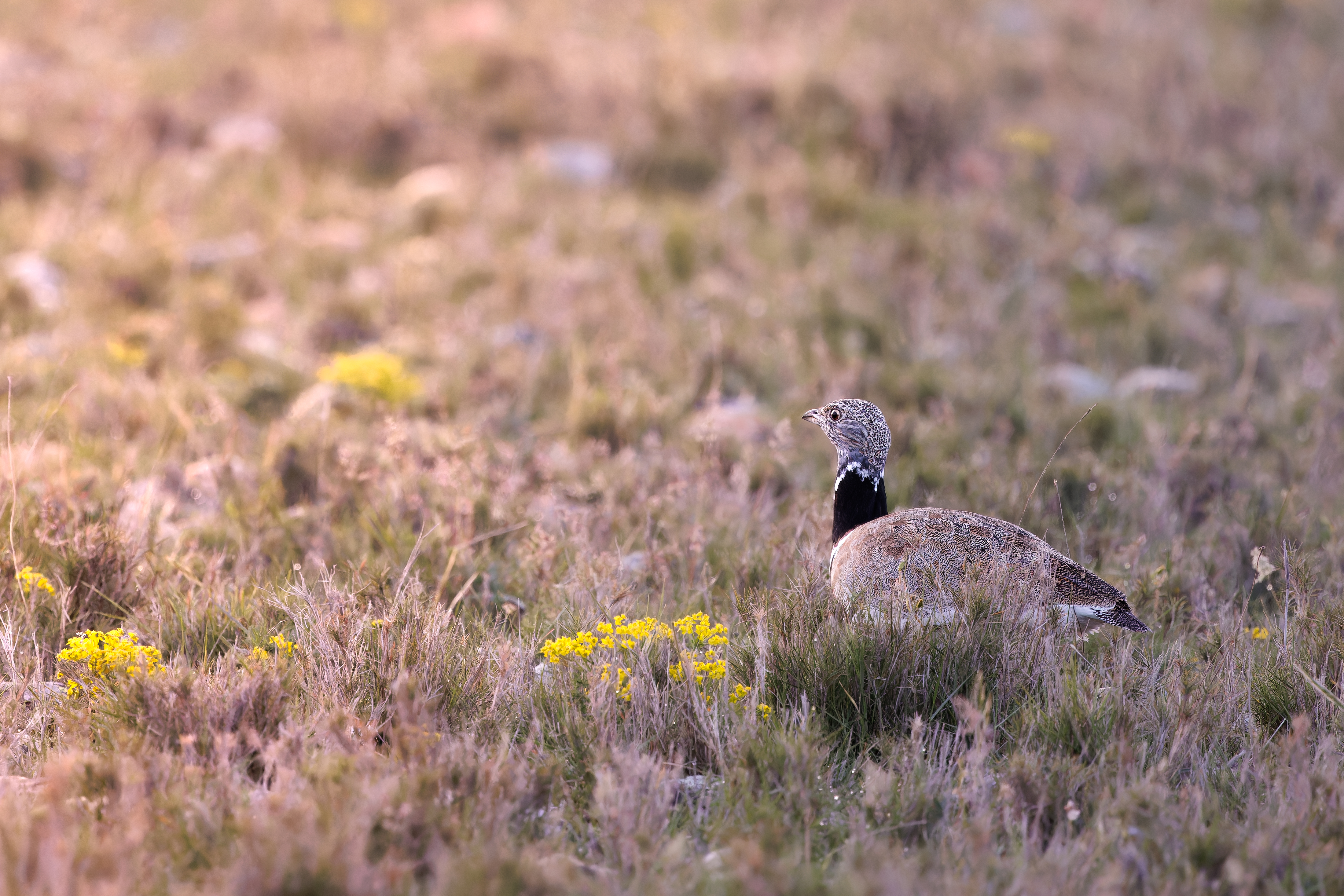 Semaine de la randonn�e : Les Coussouls de Crau