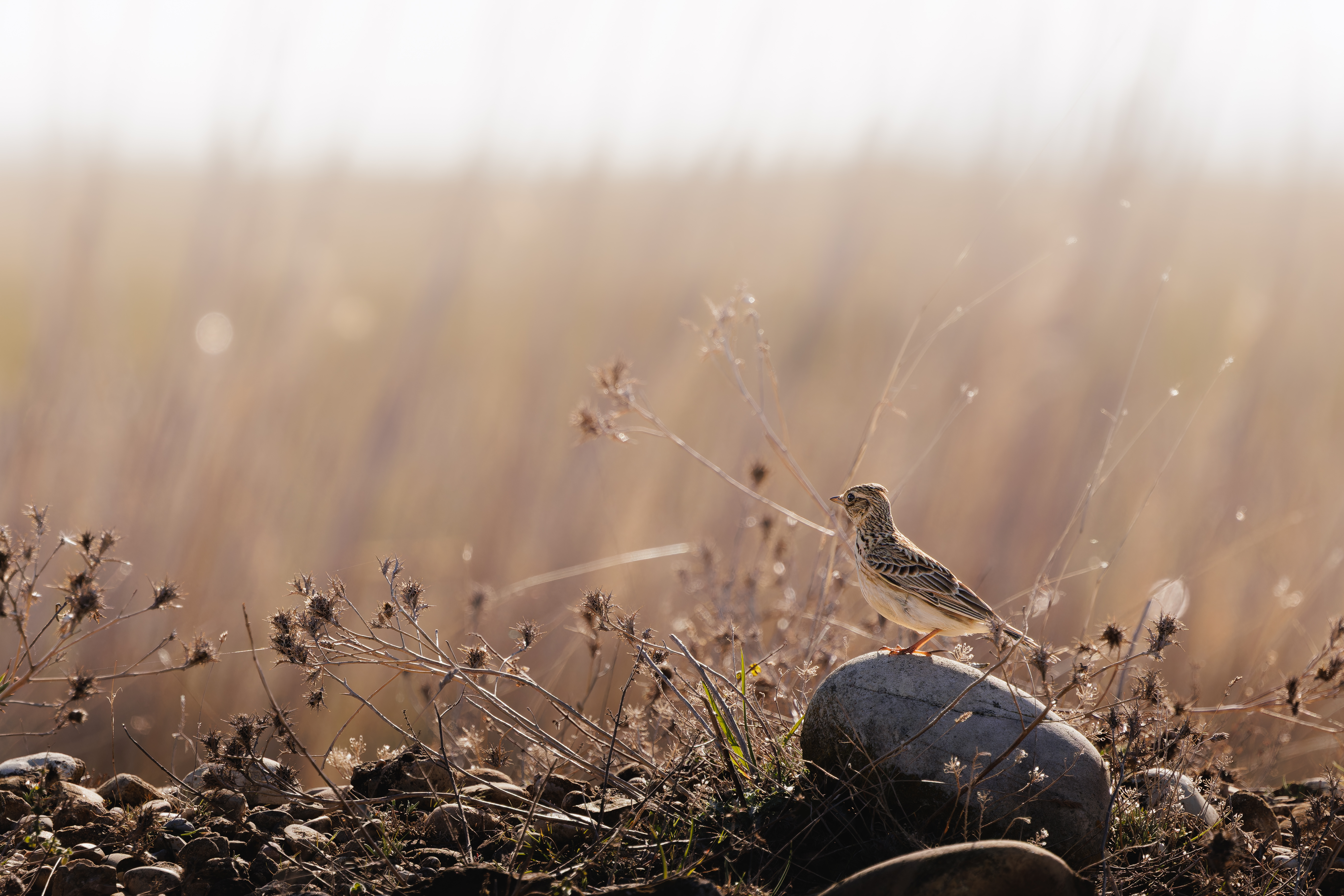 Visite de la Rserve naturelle des Coussouls de Crau