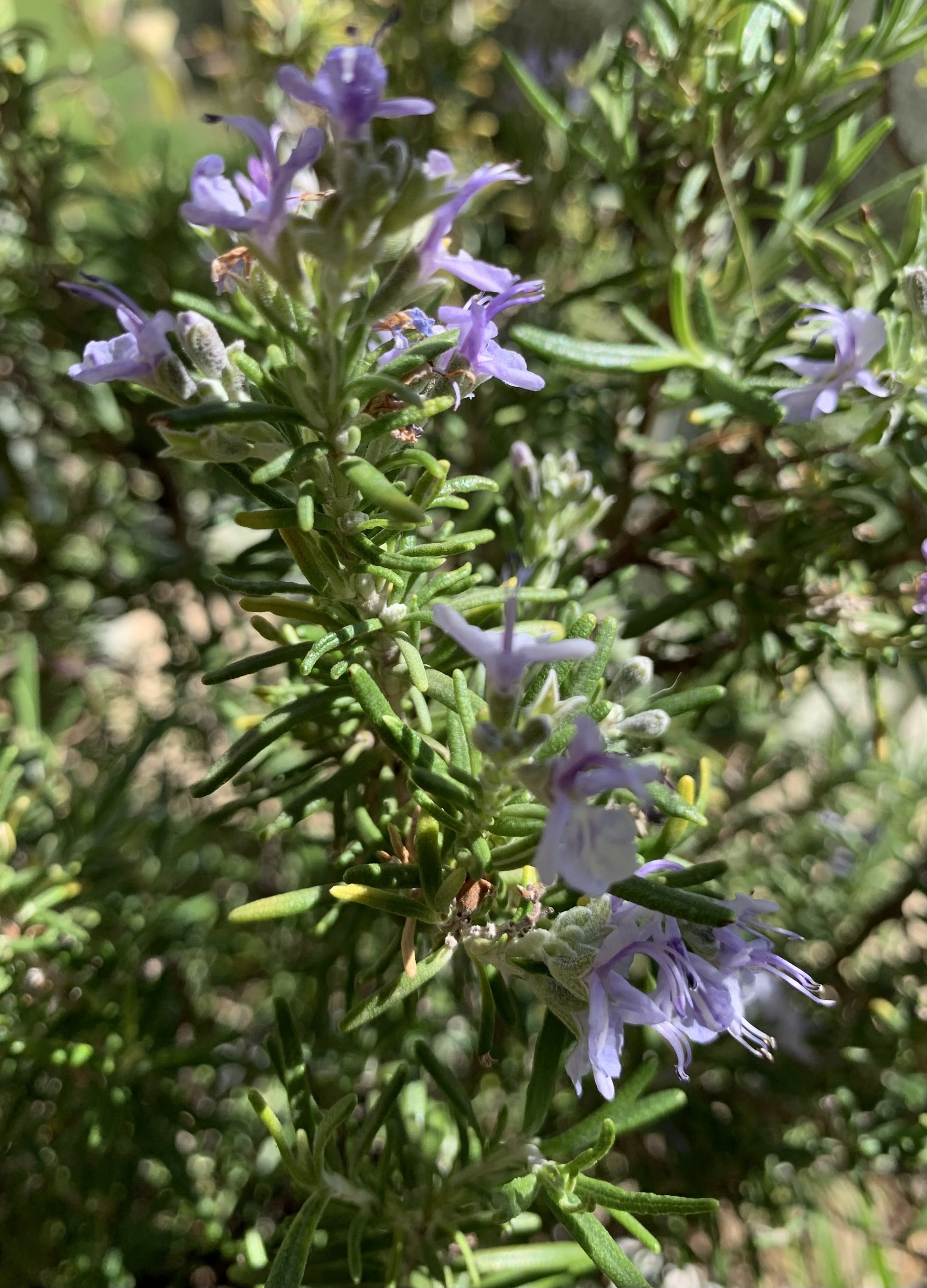 Les plantes locales sauvages mdicinales et comestibles