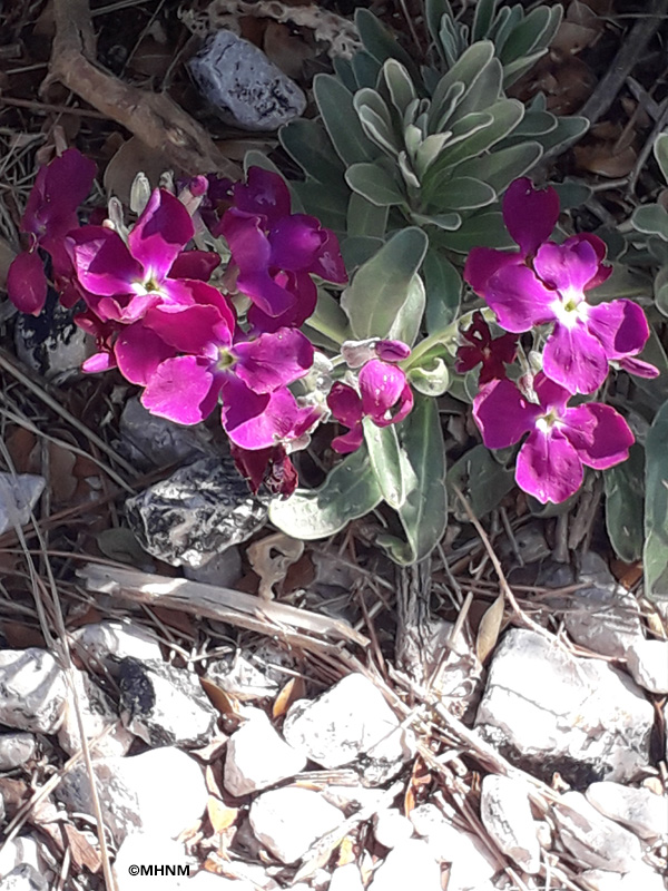 Sortie nature du Mus�um :  d�couverte botanique sur les �les du Frioul (Marseille)