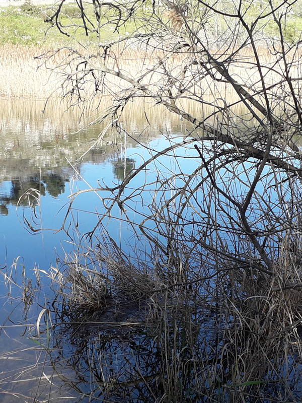 Sortie nature du Mus�um : Roseli�re de la Anse de Boumandariel (Sausset les Pins)
