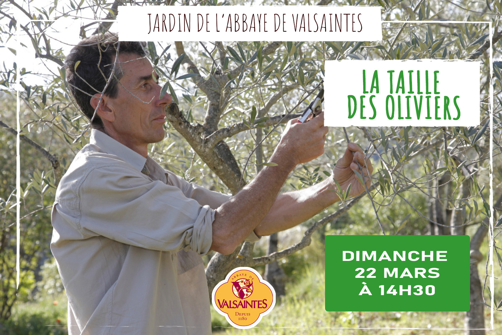 Confrence : La taille des oliviers