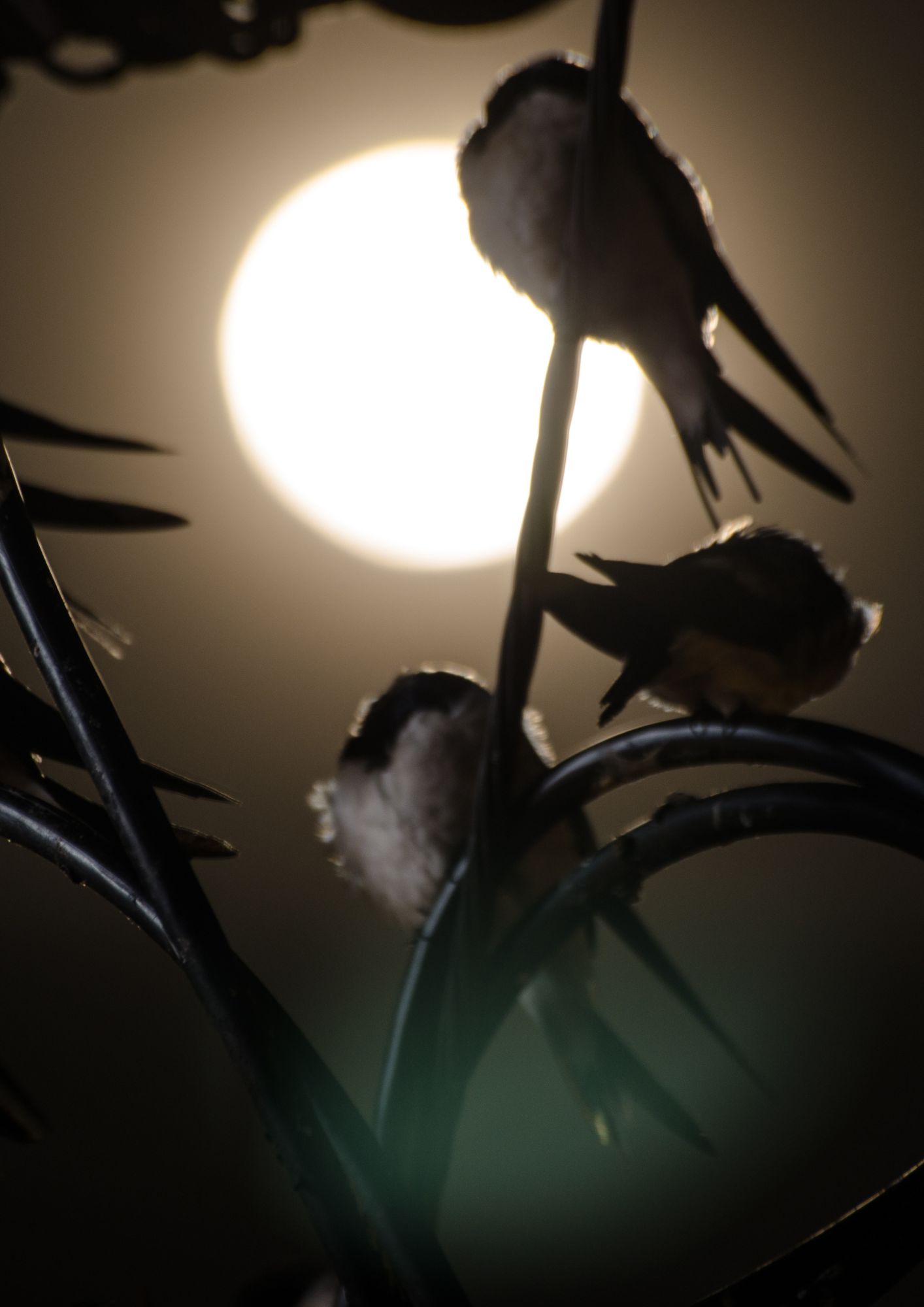Point rencontre : Ecoute nocturne