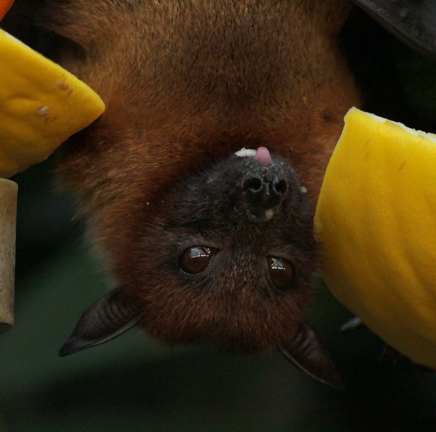A la rencontre des chauves-souris du Brusquet