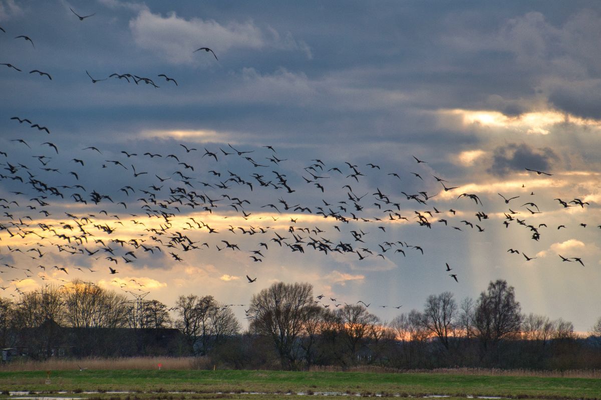 Balade nature commente : observez le grand voyage des oiseaux migrateurs