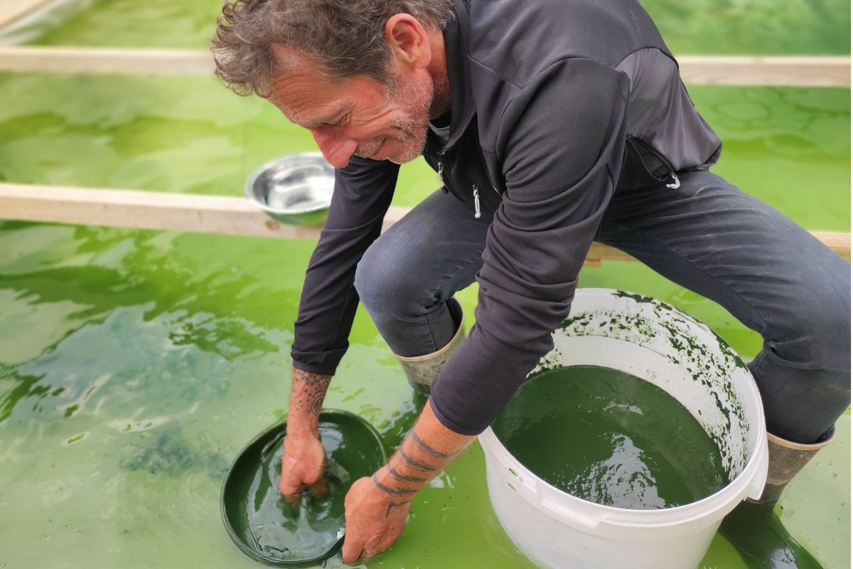 Visite et dgustation : la spiruline, de la culture  l'assiette