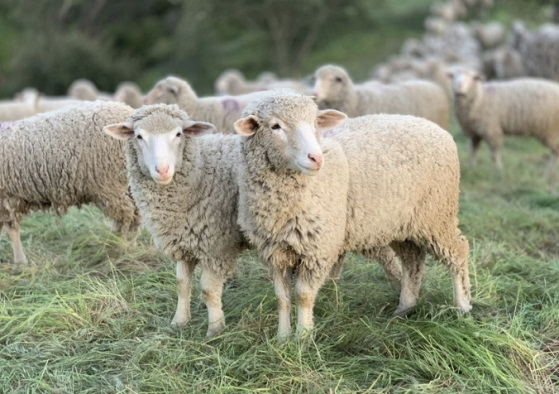 Conf�rence :  La Transhumance