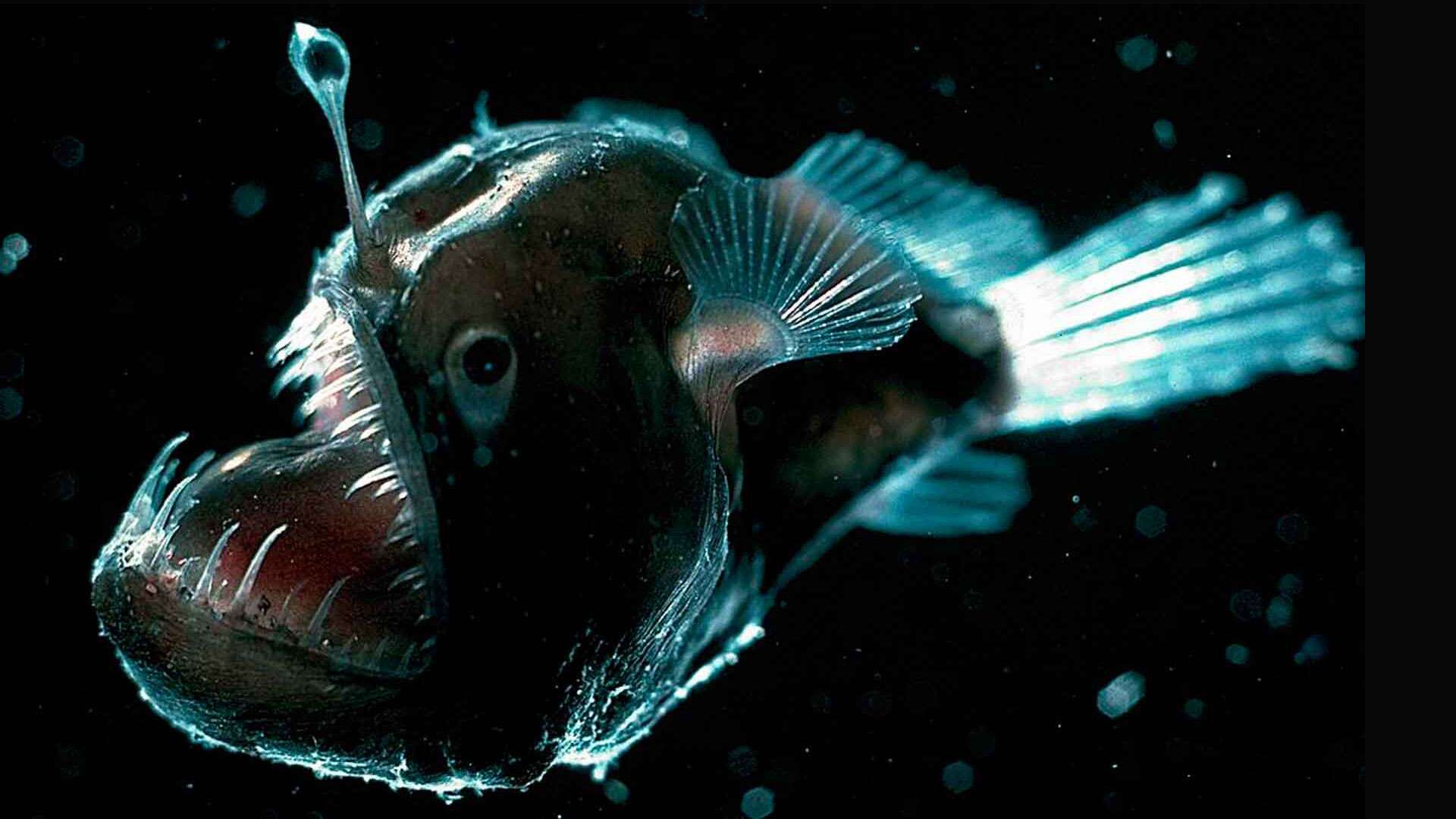 Lumire dans les abysses : la bioluminescence - L'Homme et la Mer