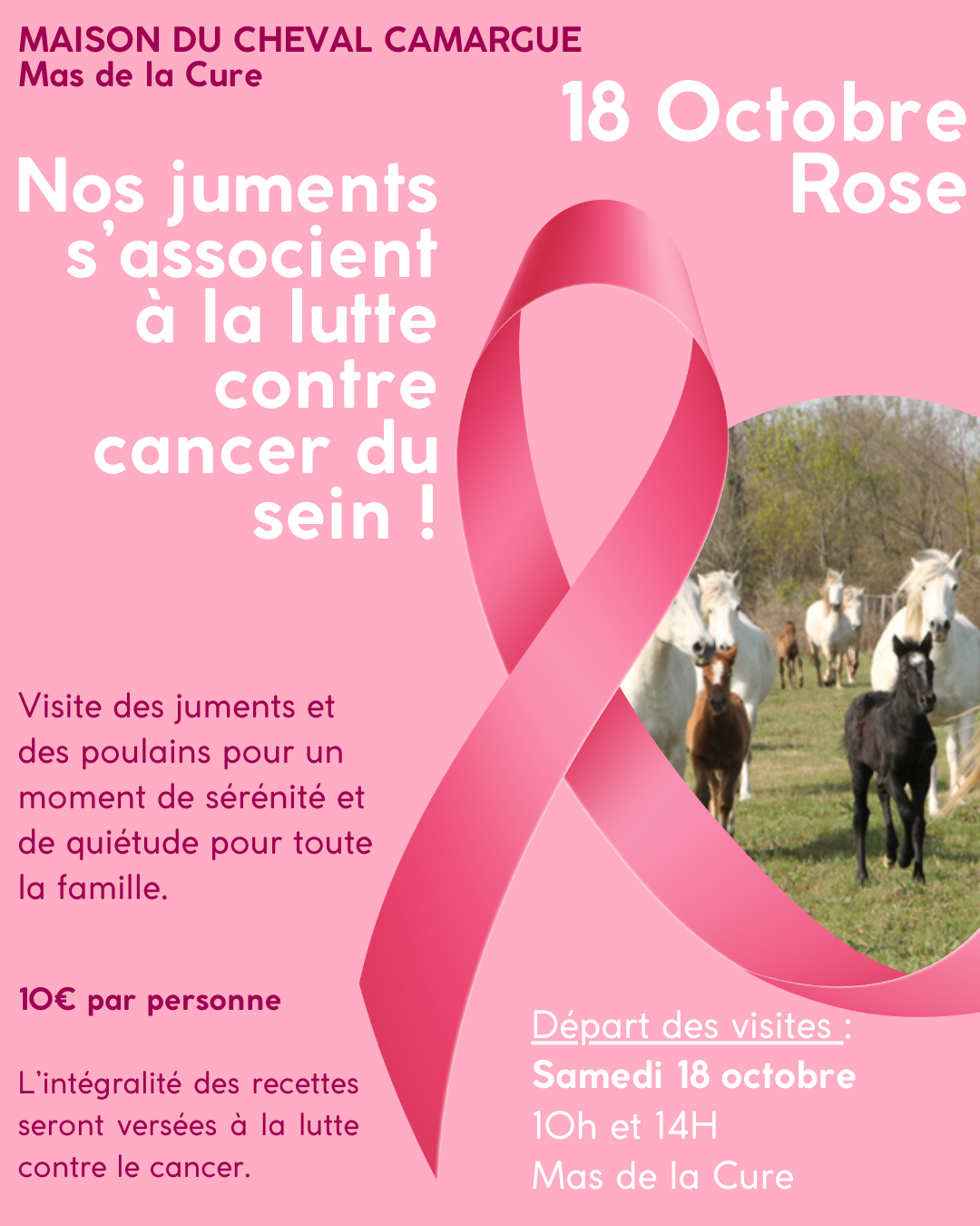 Visite guide des juments et des poulains au Mas de la Cure