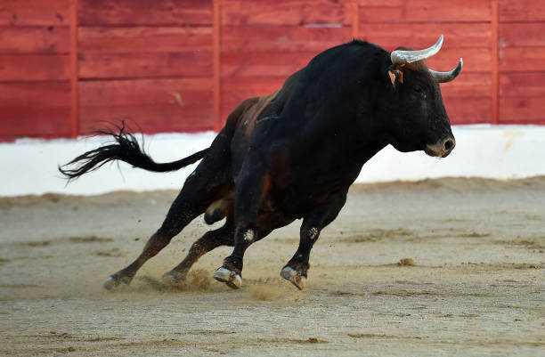Course de taureaux embouls