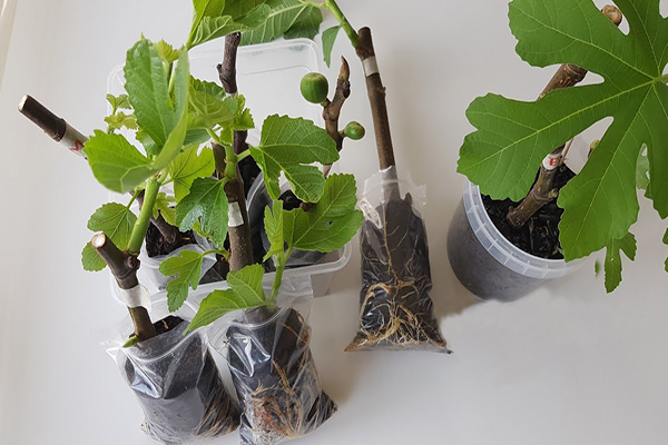 Une bouturoth�que � ma m�diath�que d'Entressen