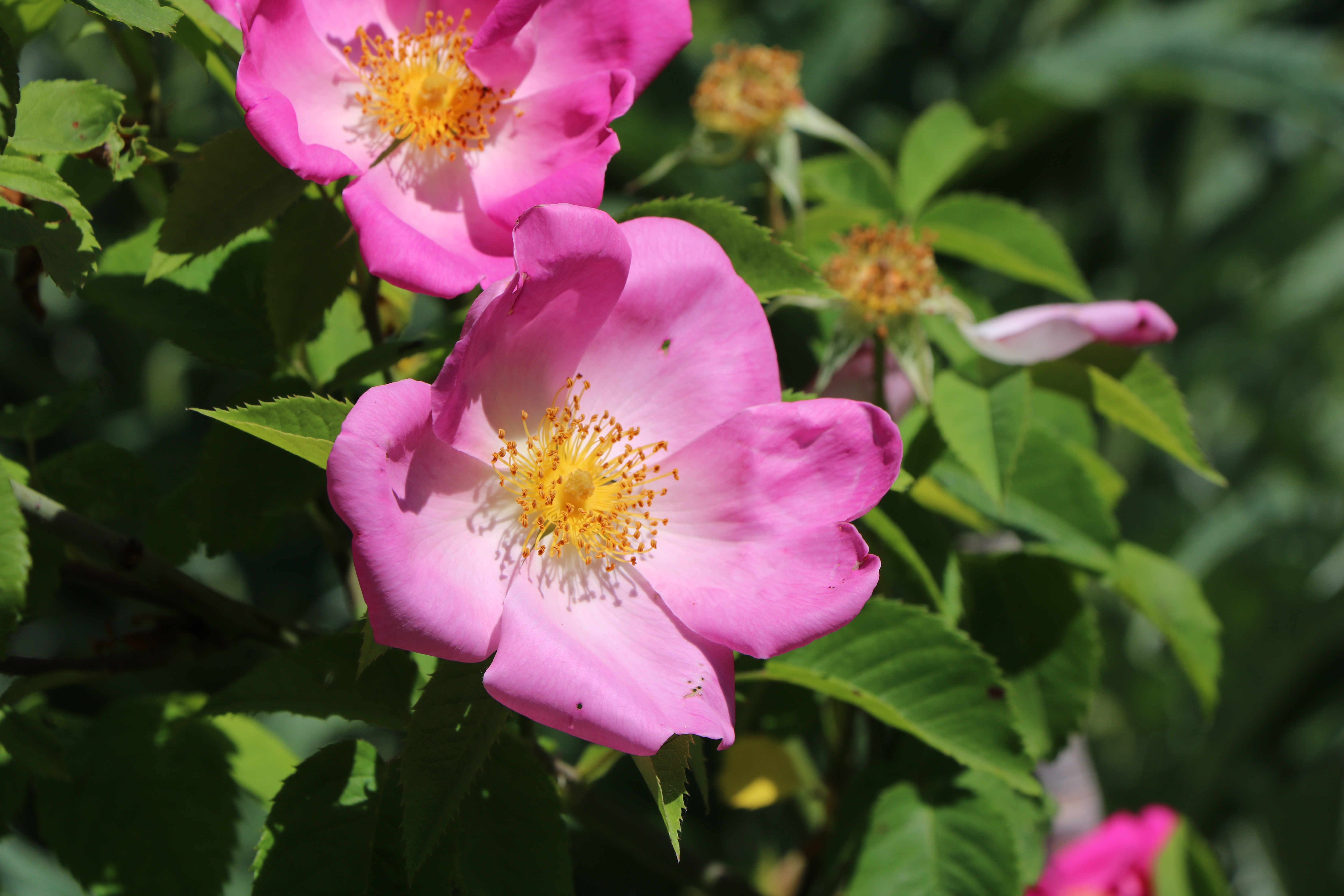 A la rencontre de Rosa gallica