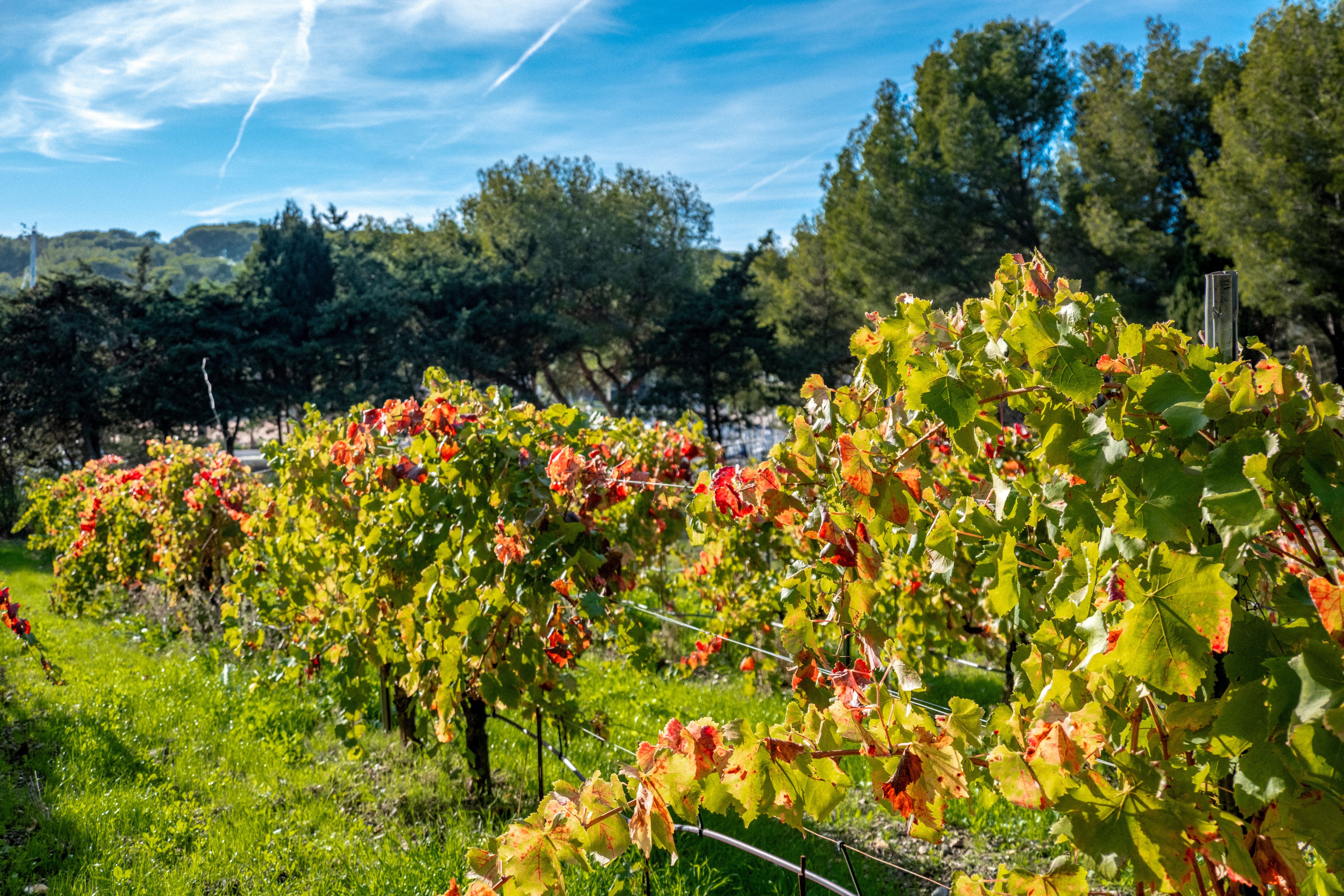 Visites du Domaine Viticole des Embiez