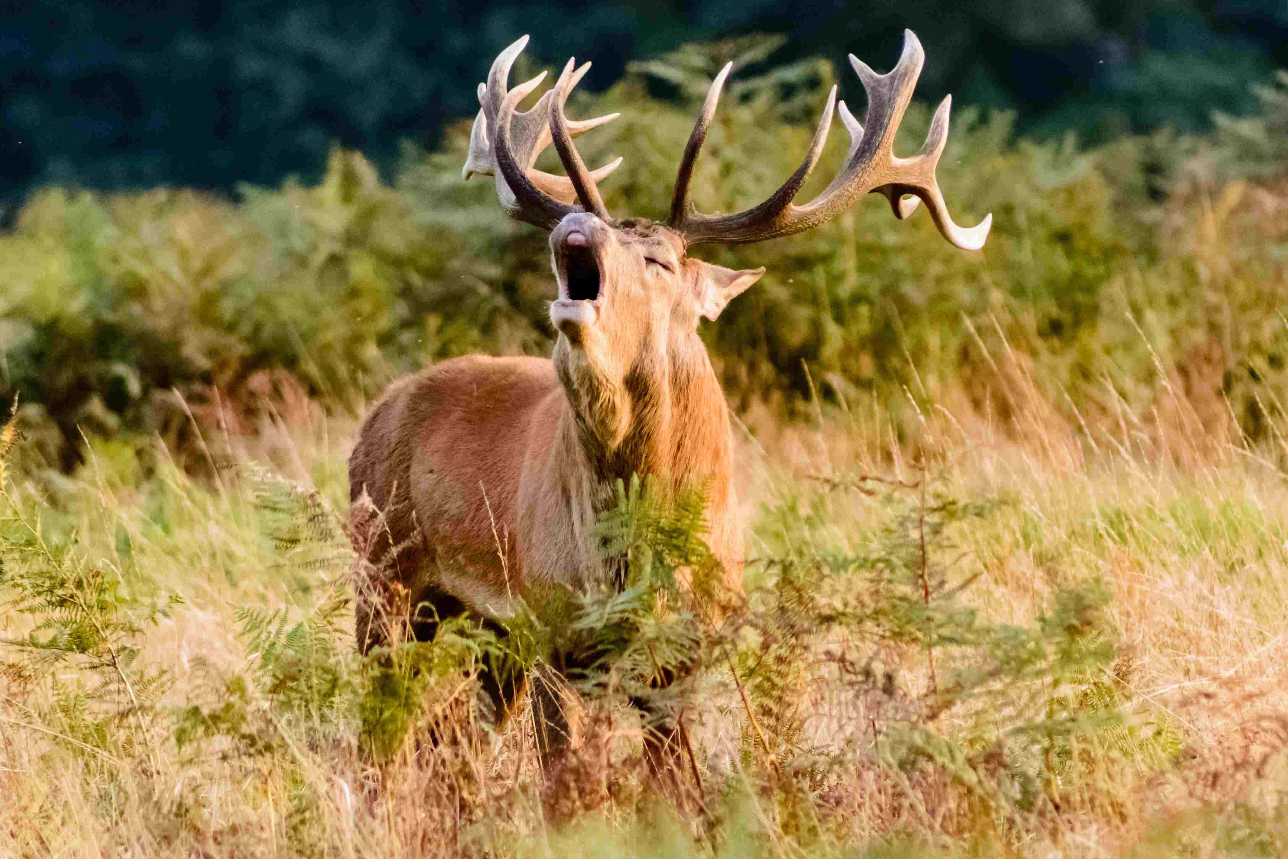 Sortie Brame du cerf