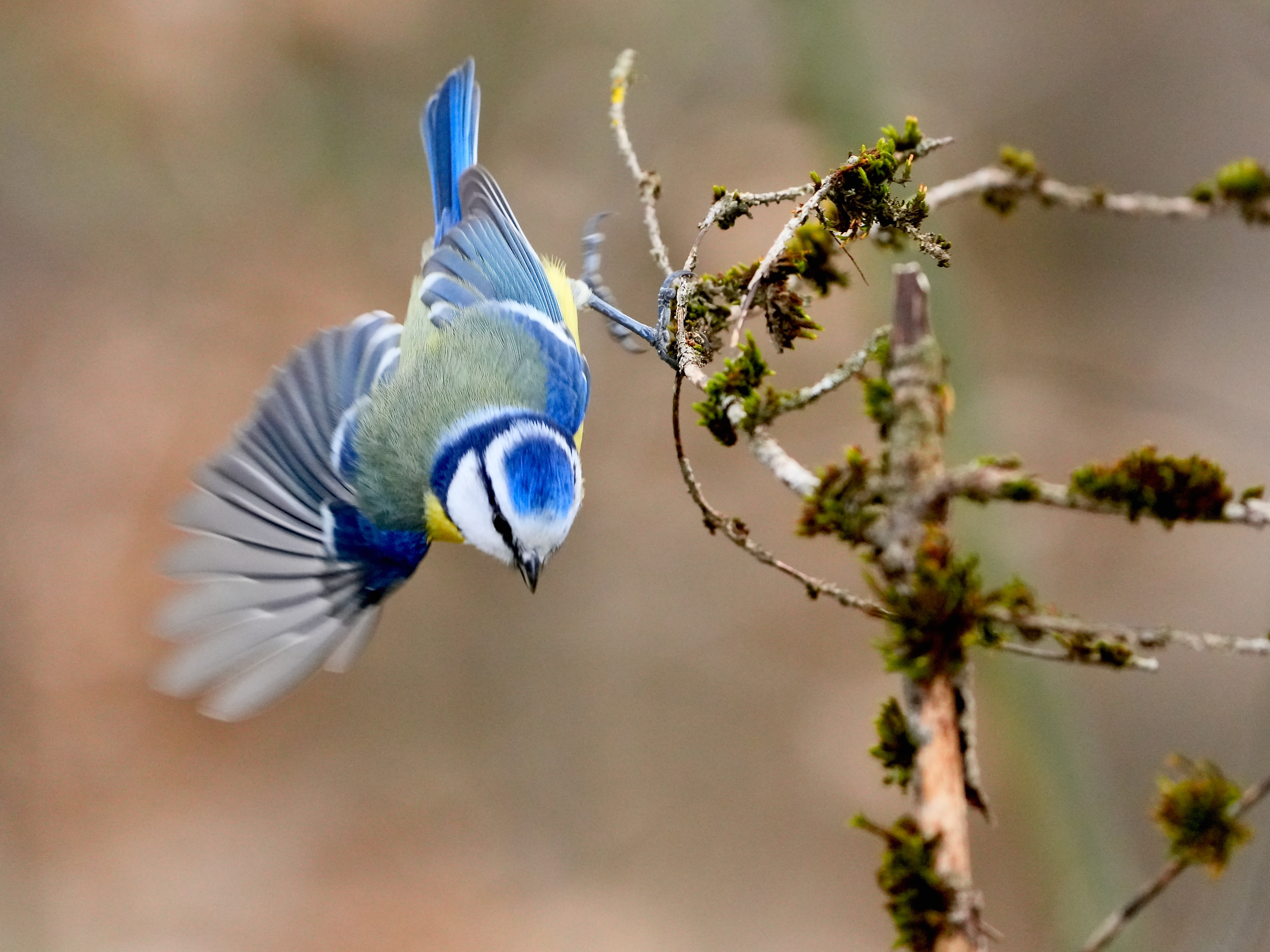 Expo-vente Les oiseaux des jardins