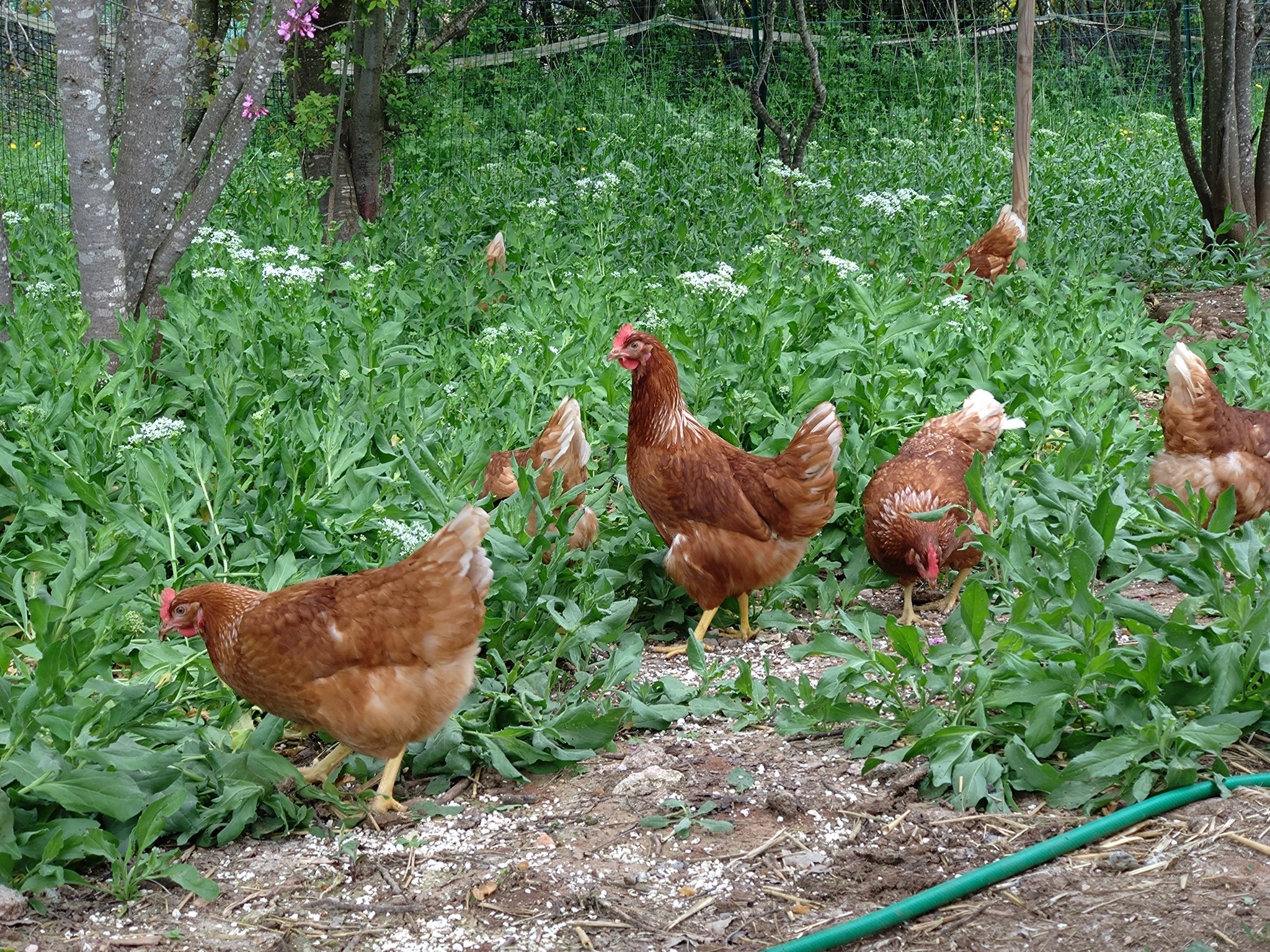 Visite Ferme Les Poules Proven�ales  - Indus'3Days