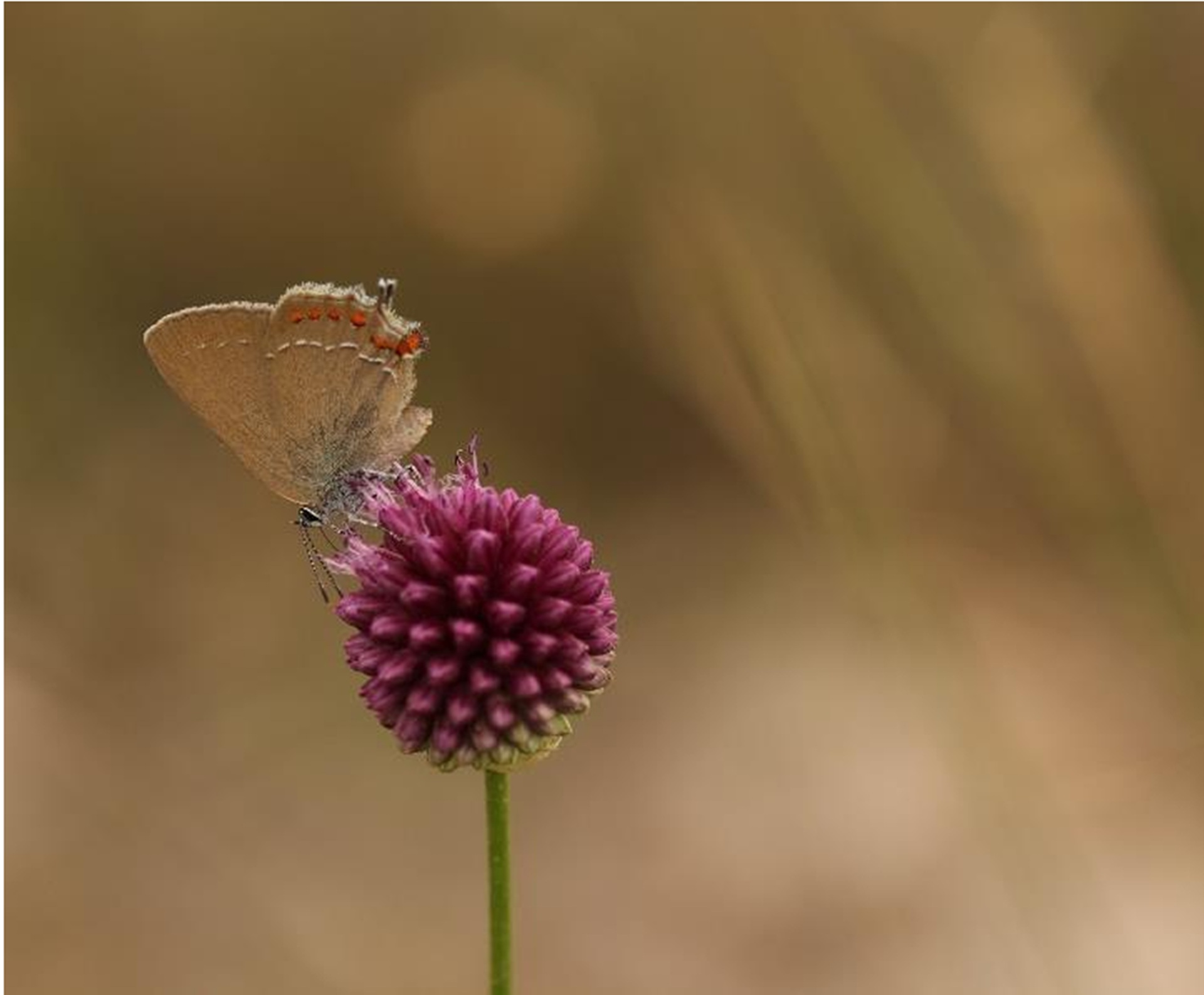 Les sorties BiodivABC du Parc : Opration papillons