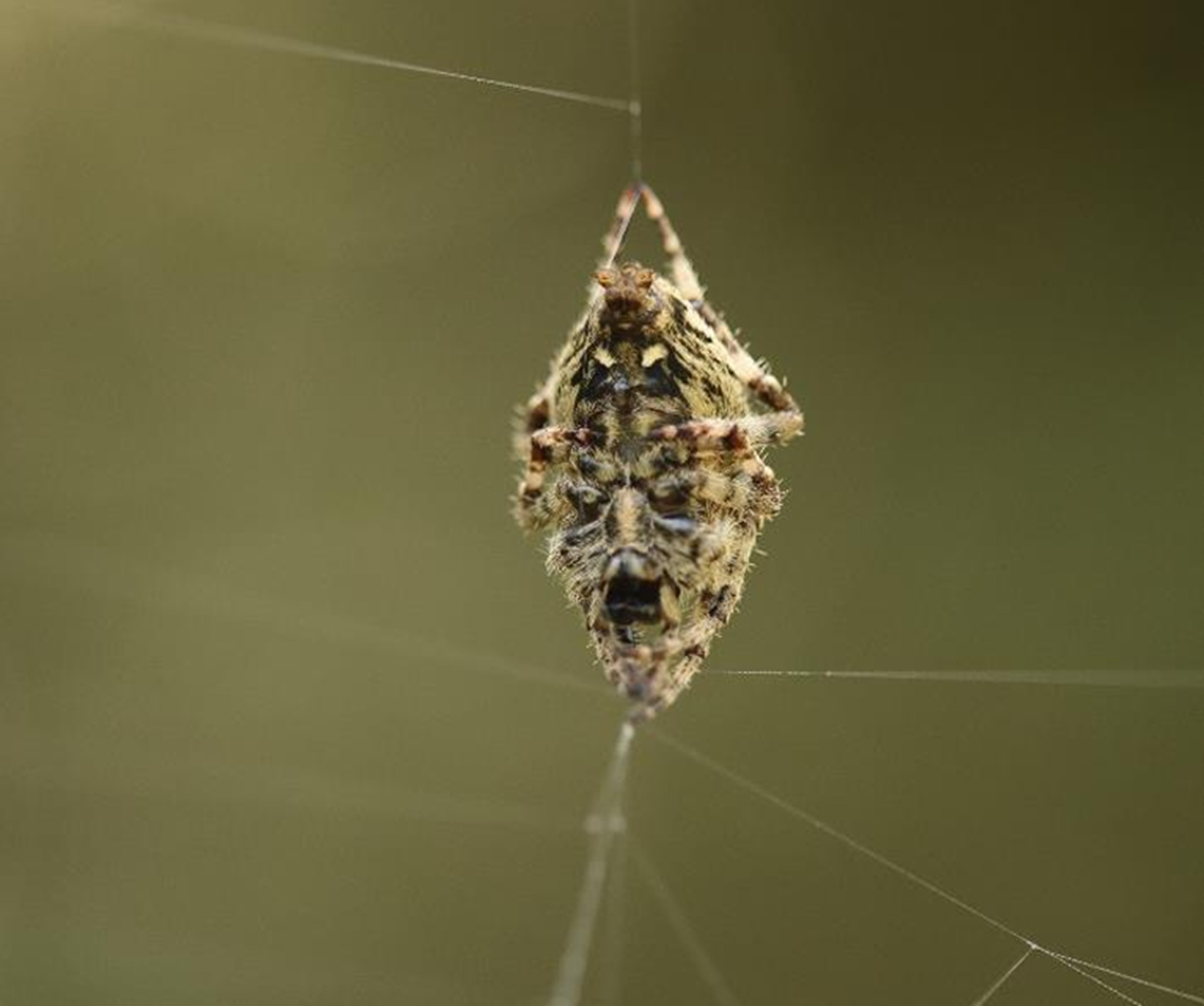 Les sorties BiodivABC du Parc : les araignes de nos contres